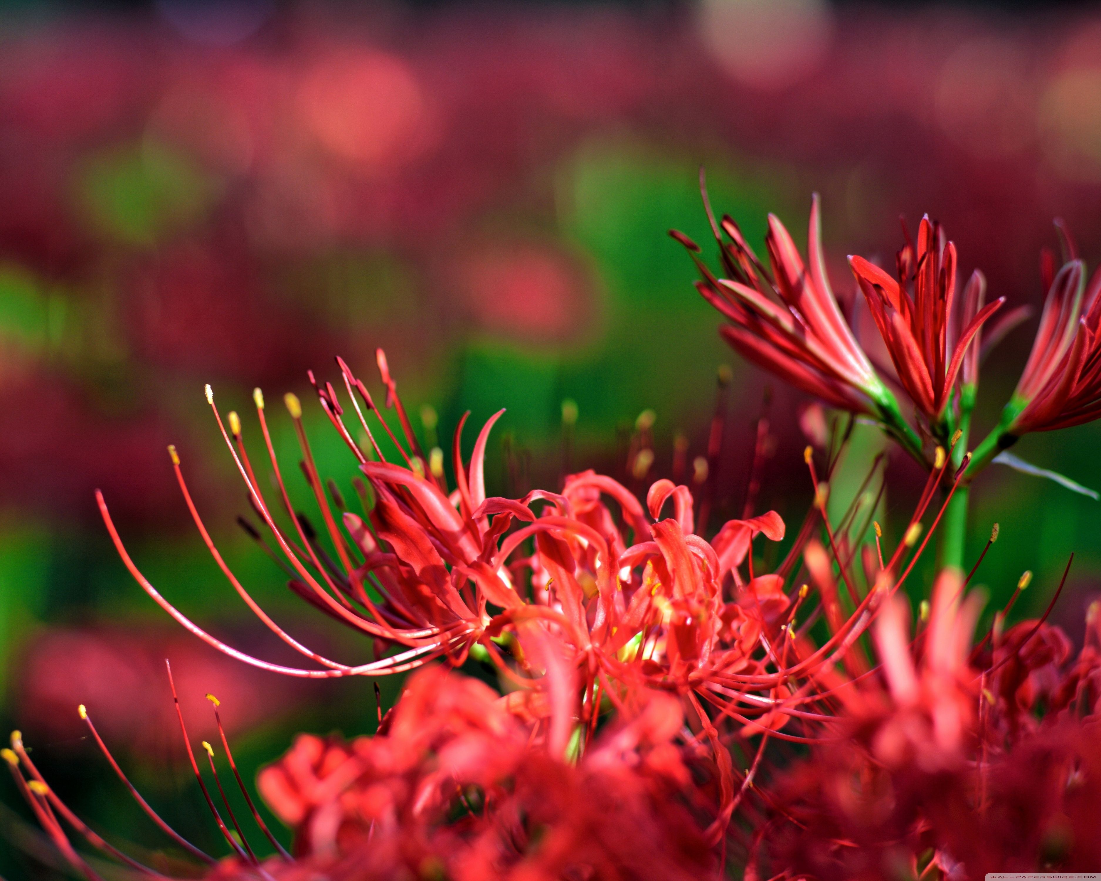 Red Spider Lily, Japan Ultra HD Desktop Background Wallpaper