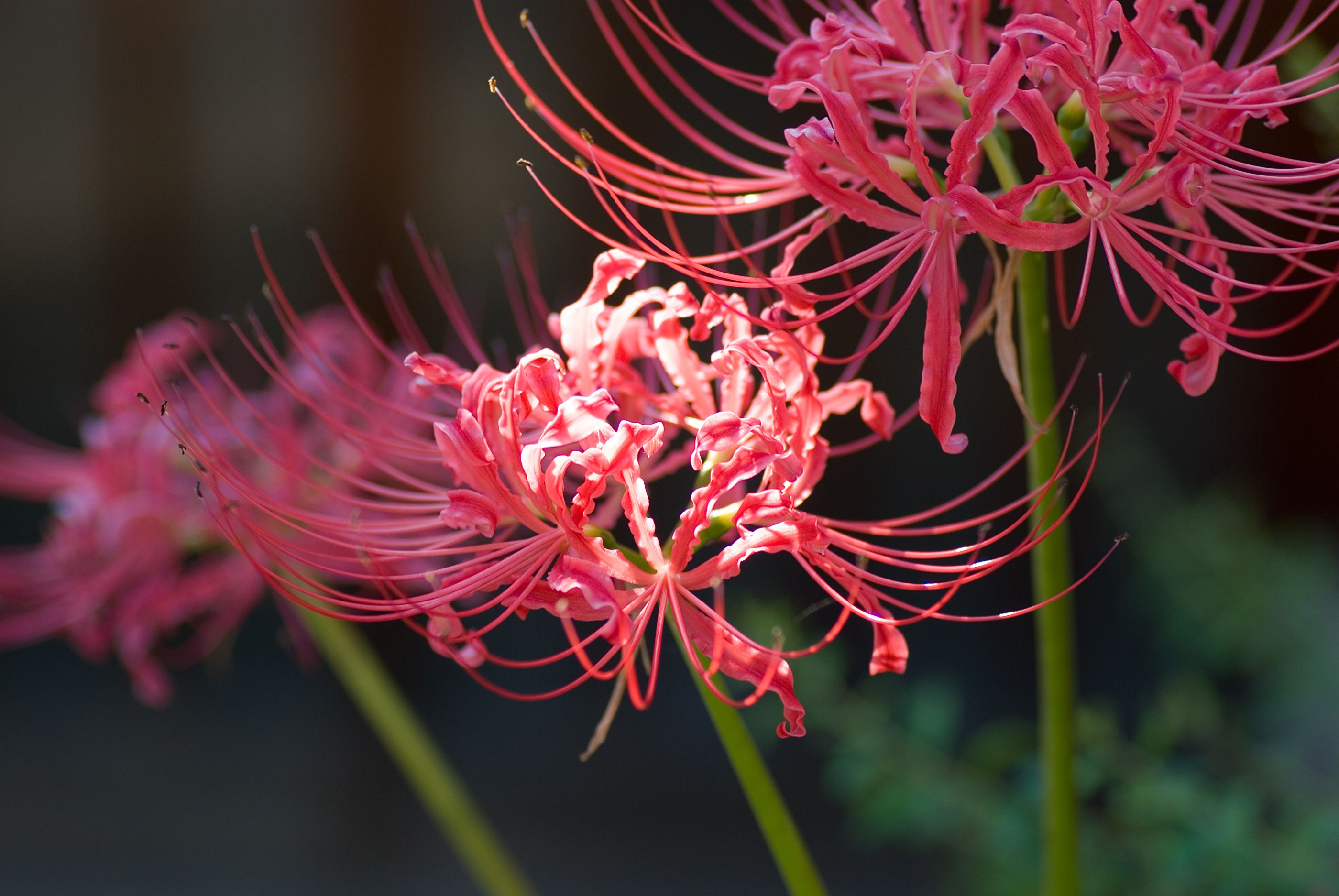 Red spider lily October 2007 Osaka