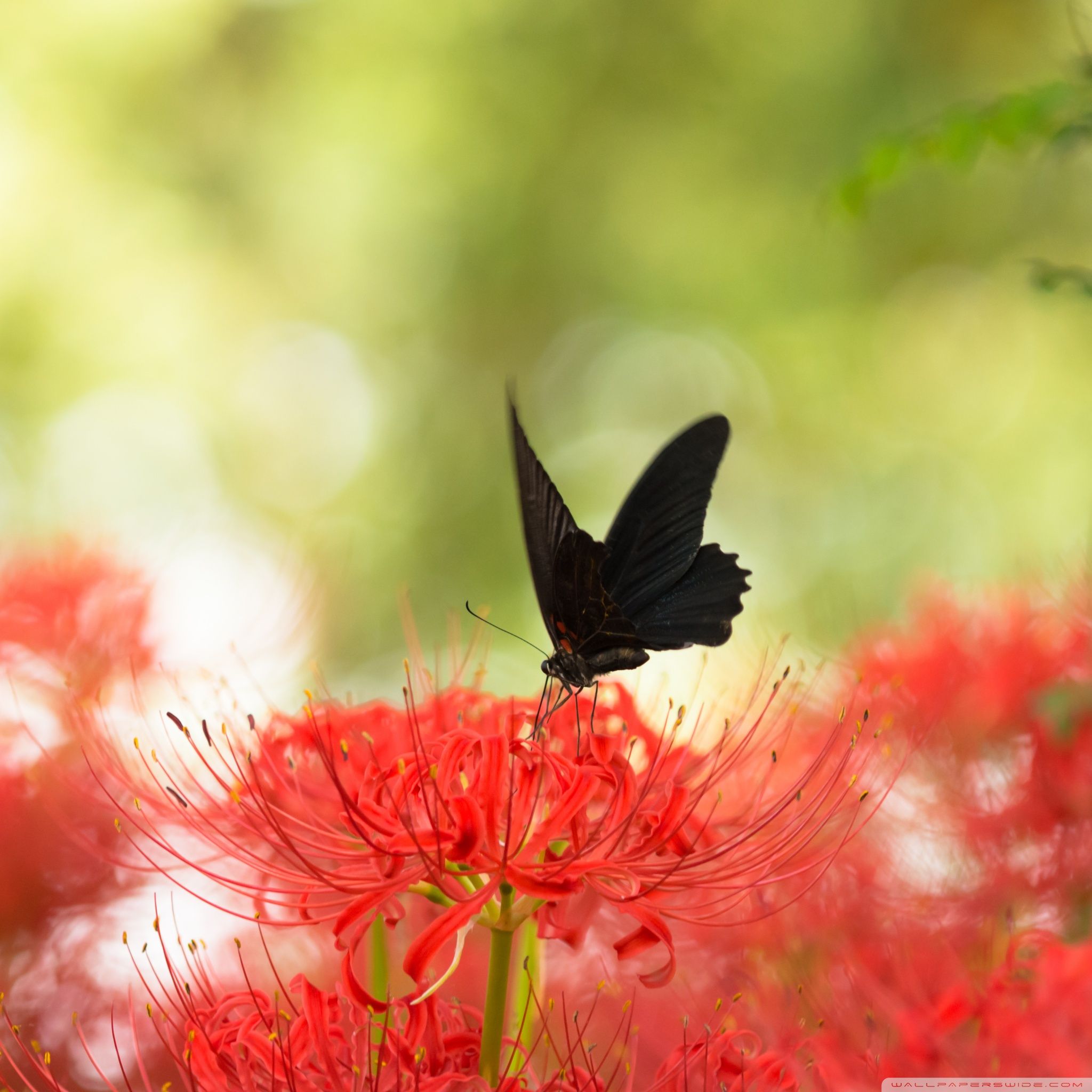 Black Swallowtail Butterfly And Red Spider Lily Wallpaper