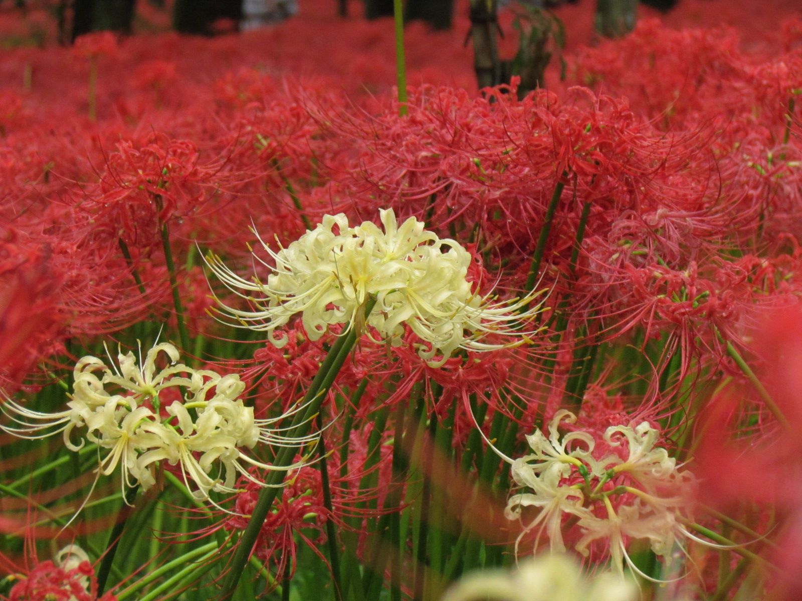 Surrounded by Five Million Red Spider Lilies Biking