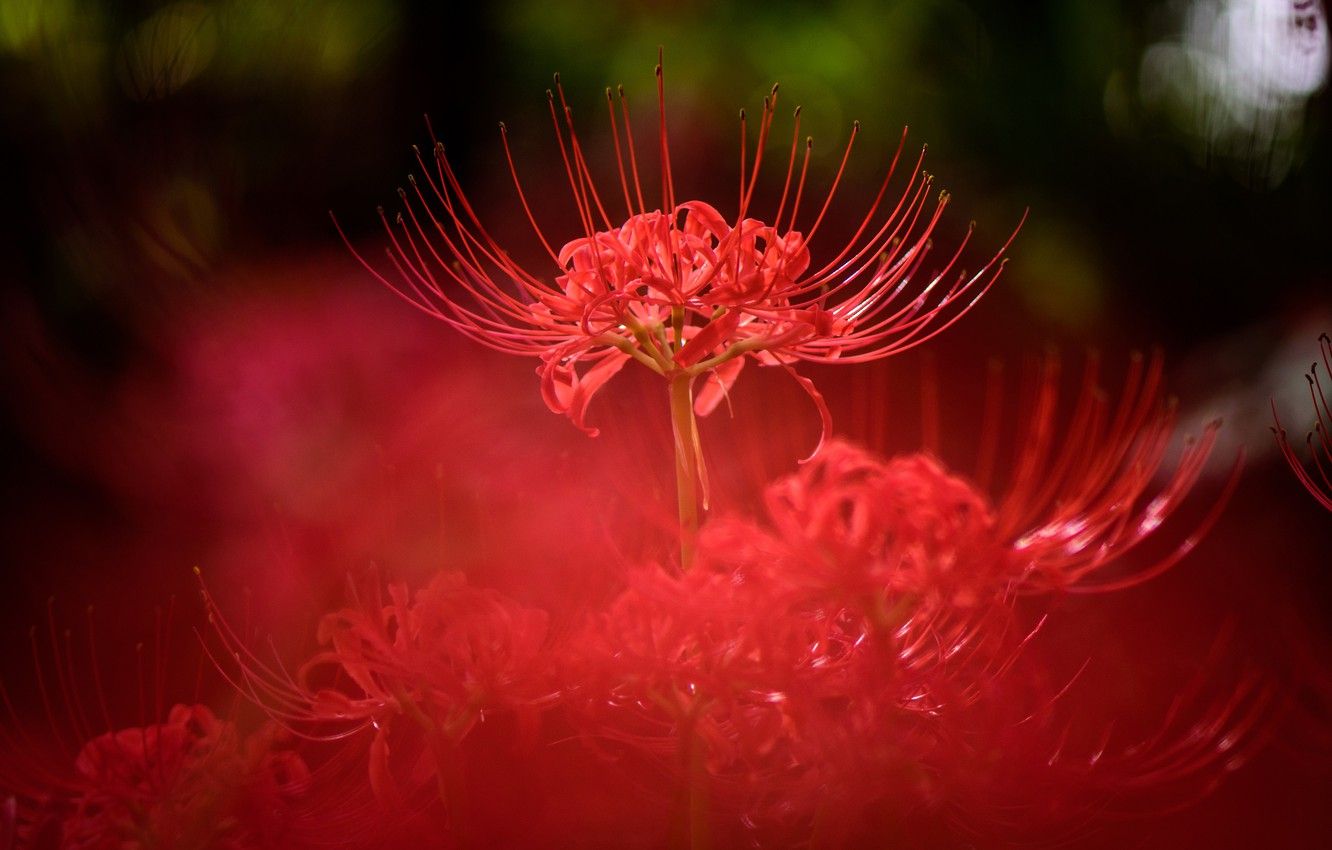 Wallpaper light, flowers, nature, background, blur, red, bokeh, he