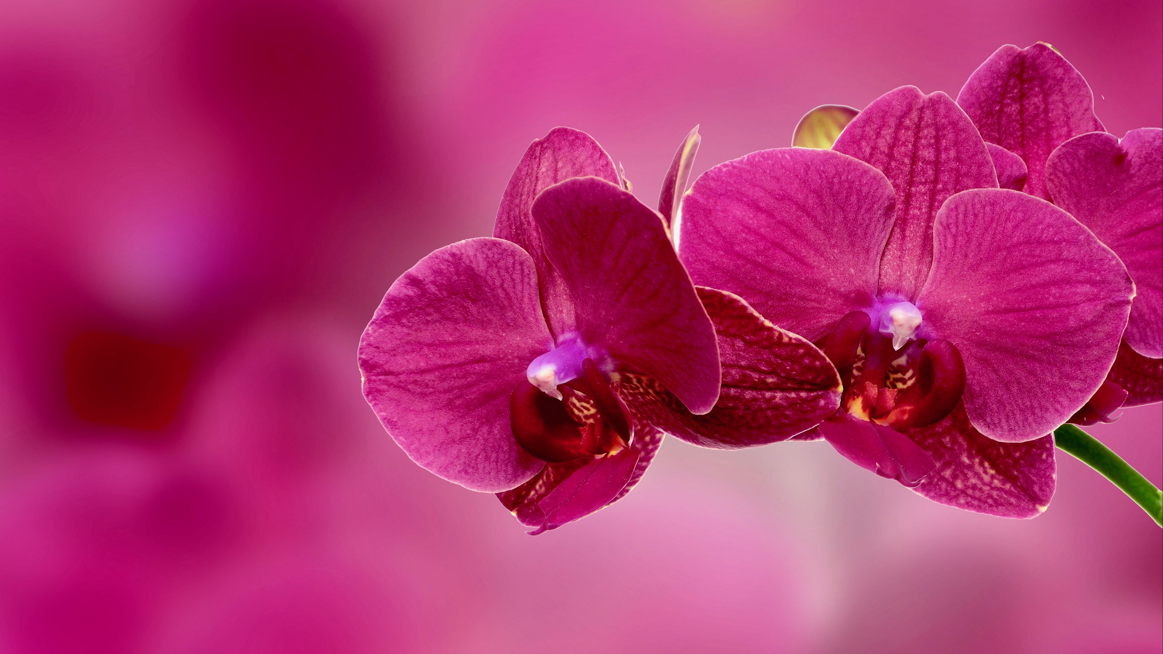 Orchid 4K wallpaper for your desktop or mobile screen free