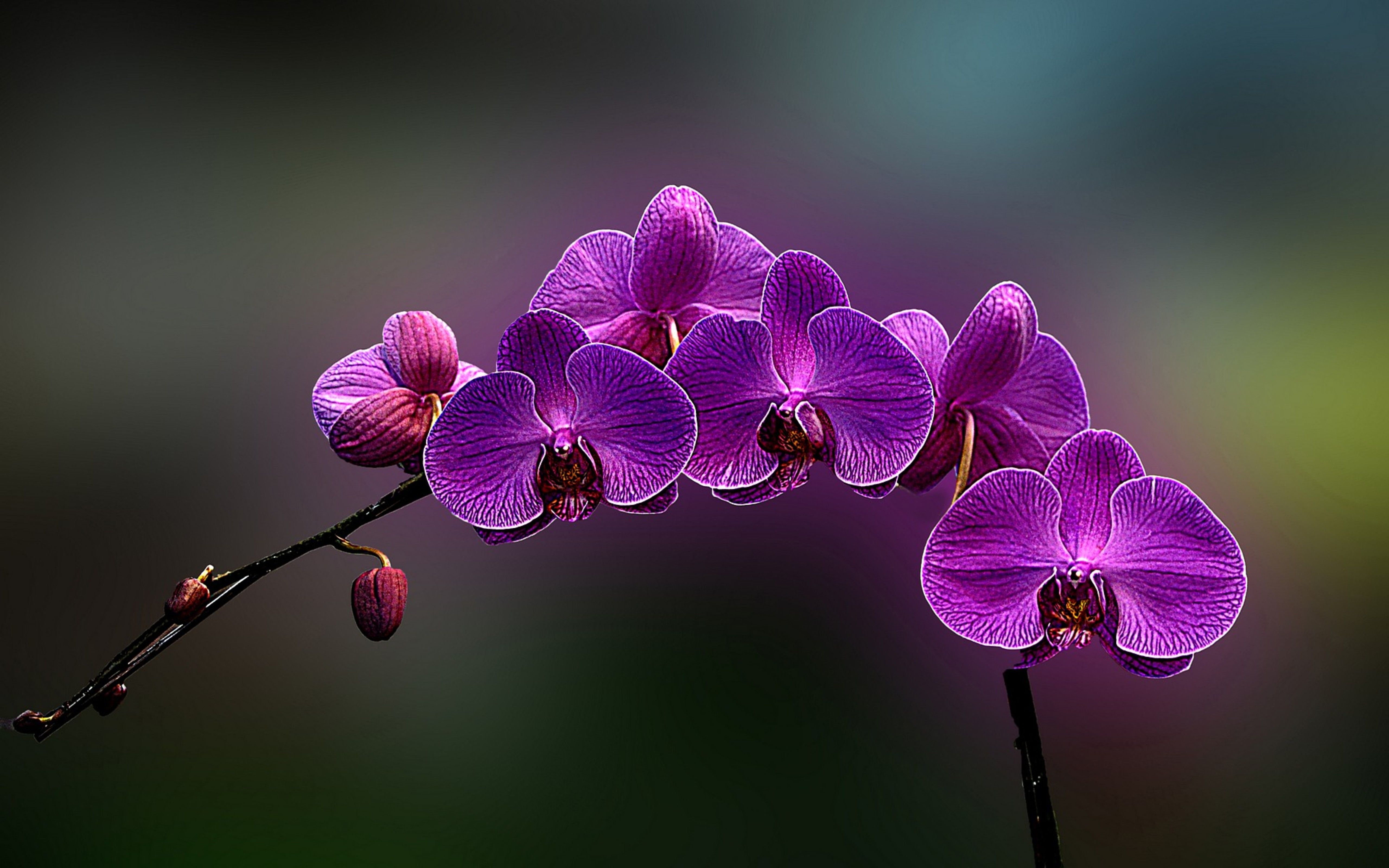 Free download Amazing purple Orchid flower HD wallpaper 5120x3200