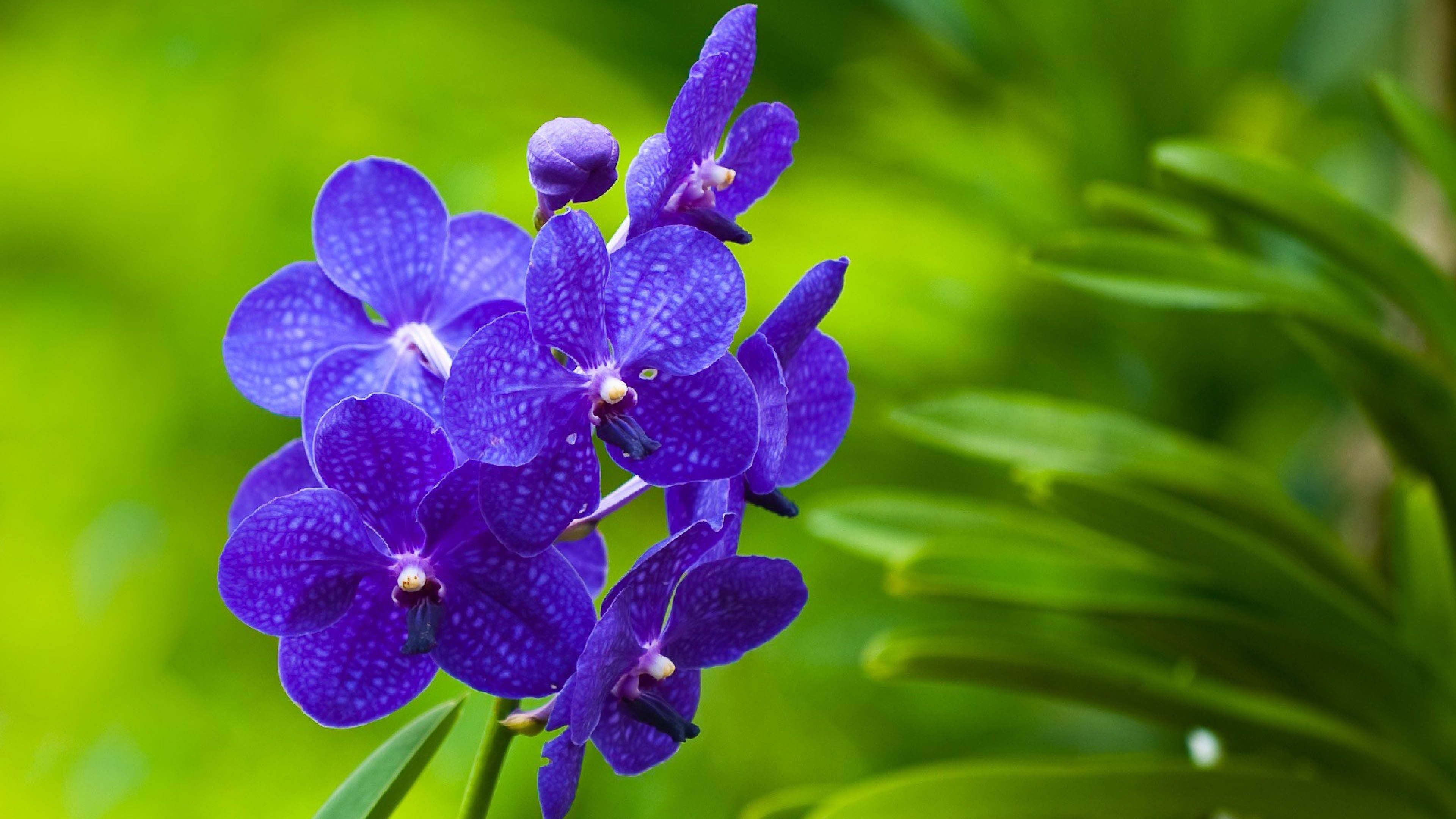 Amazing Close Up On Purple Flower 16 9 Ultra HD. Flower Iphone Wallpaper, Orchid Wallpaper, Purple Flowers Wallpaper