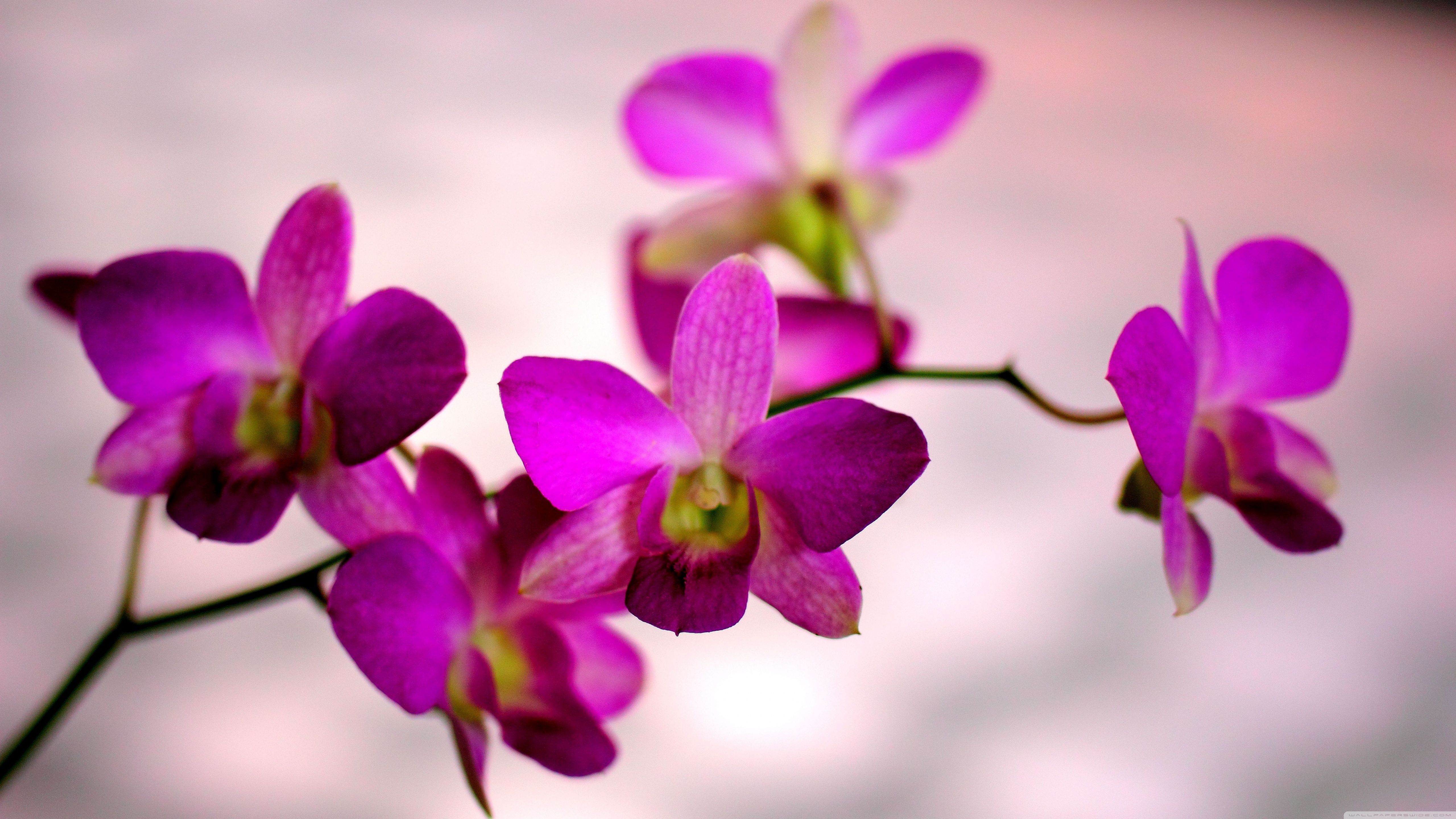 Free download Orchid Color 4K HD Desktop Wallpaper for 4K Ultra HD