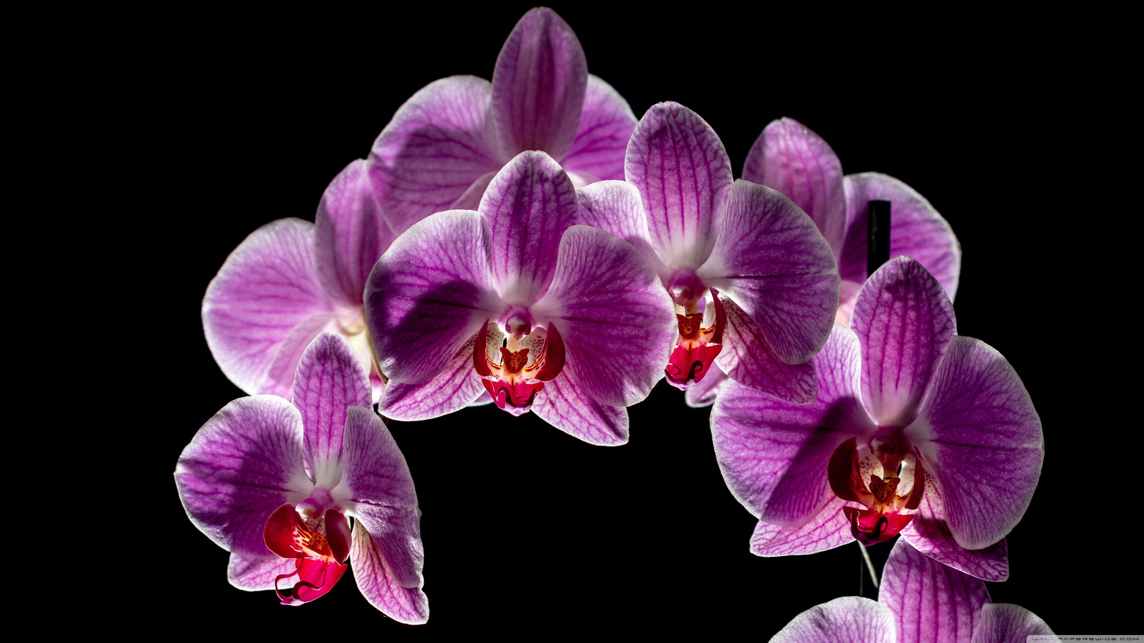 Purple Orchid Flowers Bloom, Black Background Ultra HD Desktop