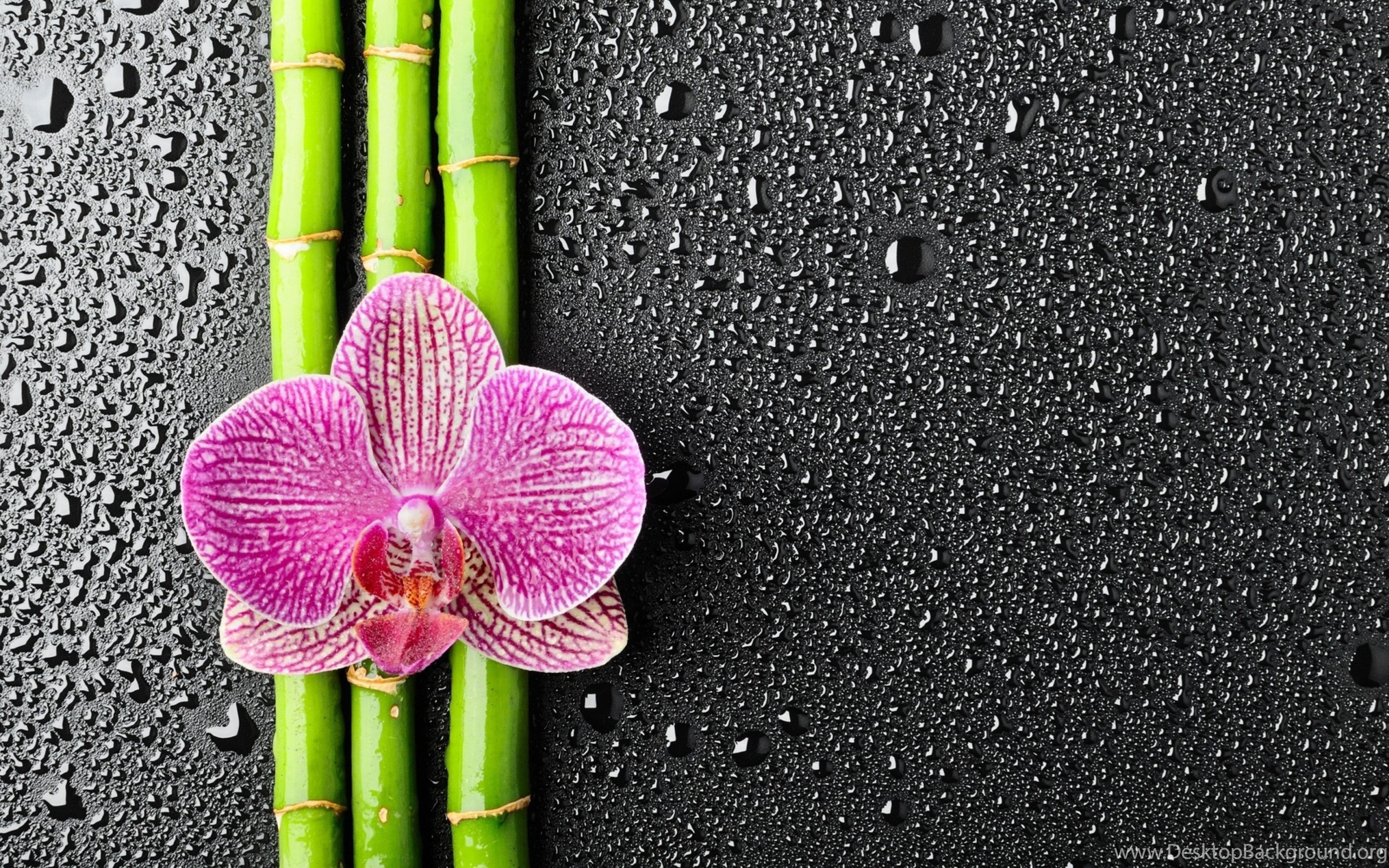 Download Wallpaper 3840x2400 Orchid, Flower, Bamboo, Drops Ultra