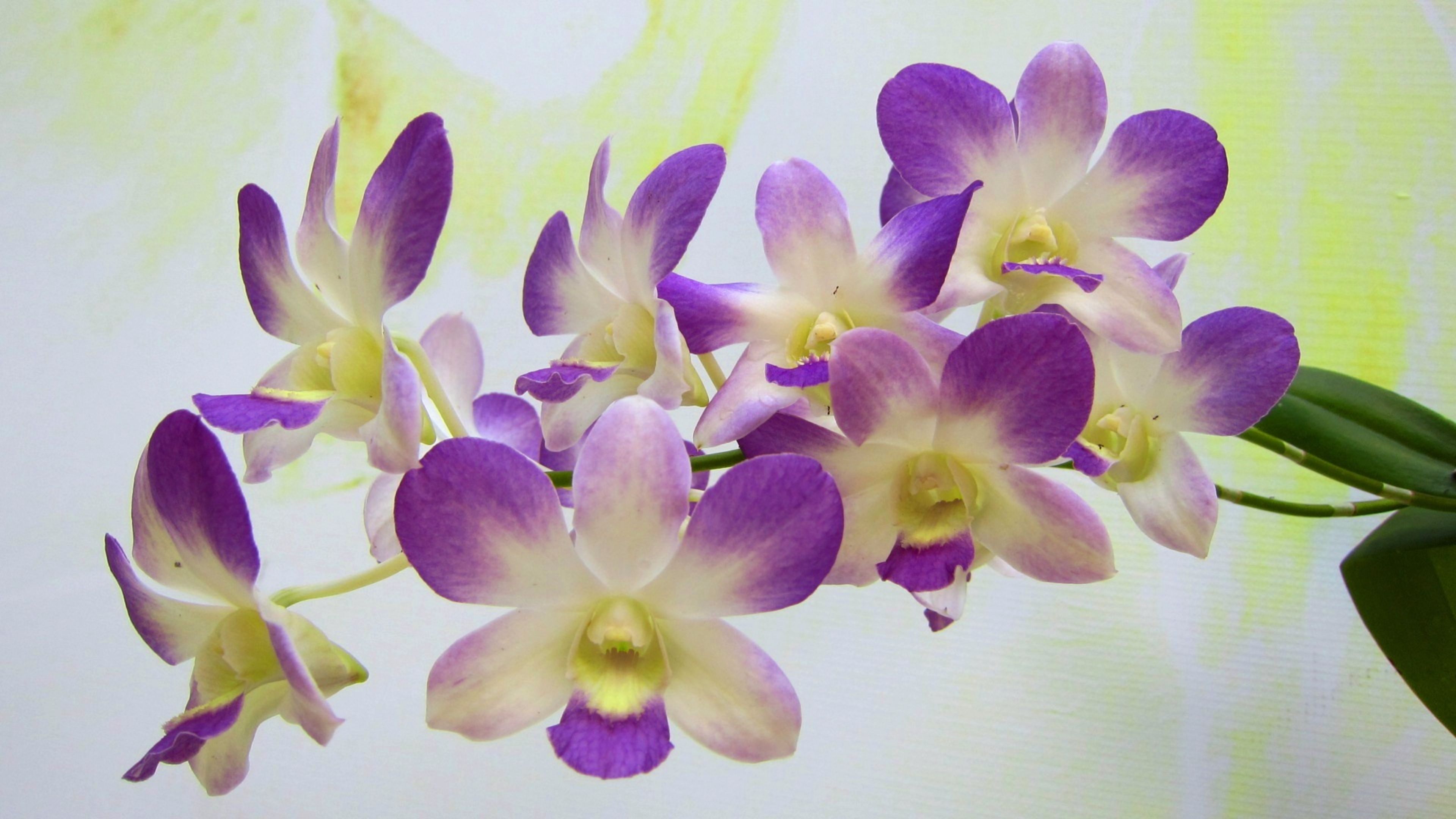 Orchid Flower Ultra HD Wallpapers - Wallpaper Cave