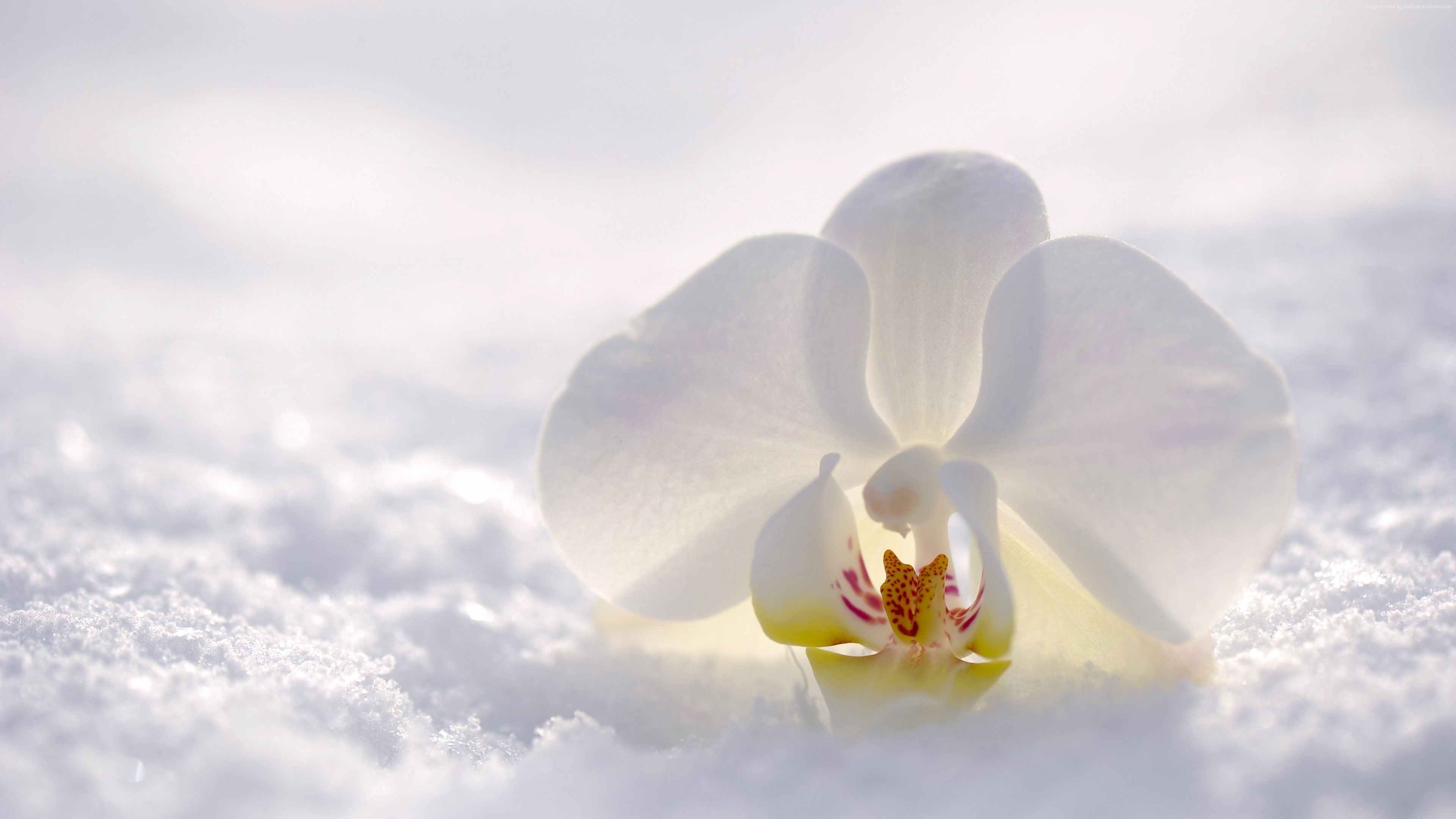 Wallpaper orchid, flower, snow, winter, white, 4k, Nature