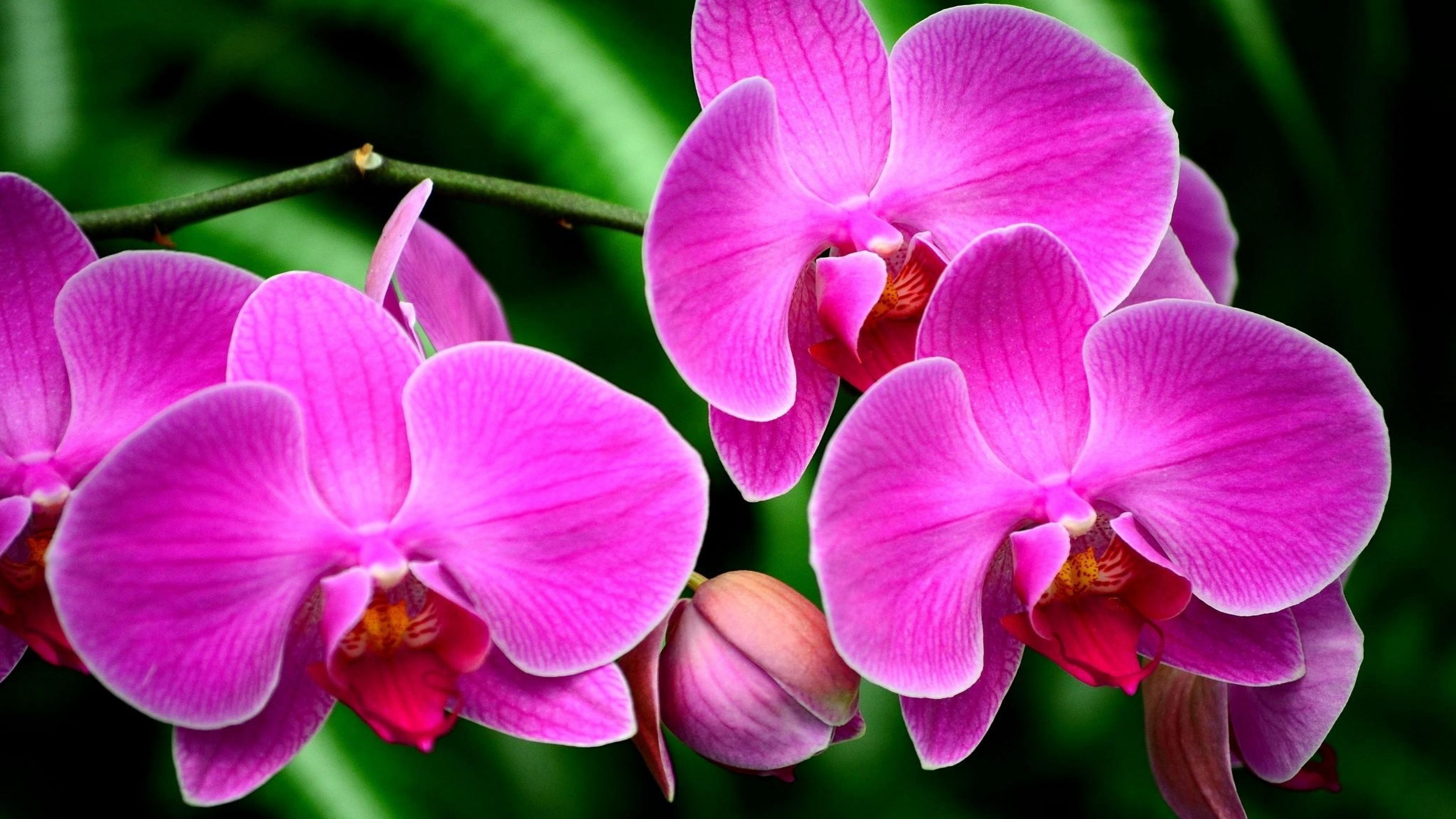 Purple Flower Orchids Exotic Flower Branch Ultra HD Wallpaper