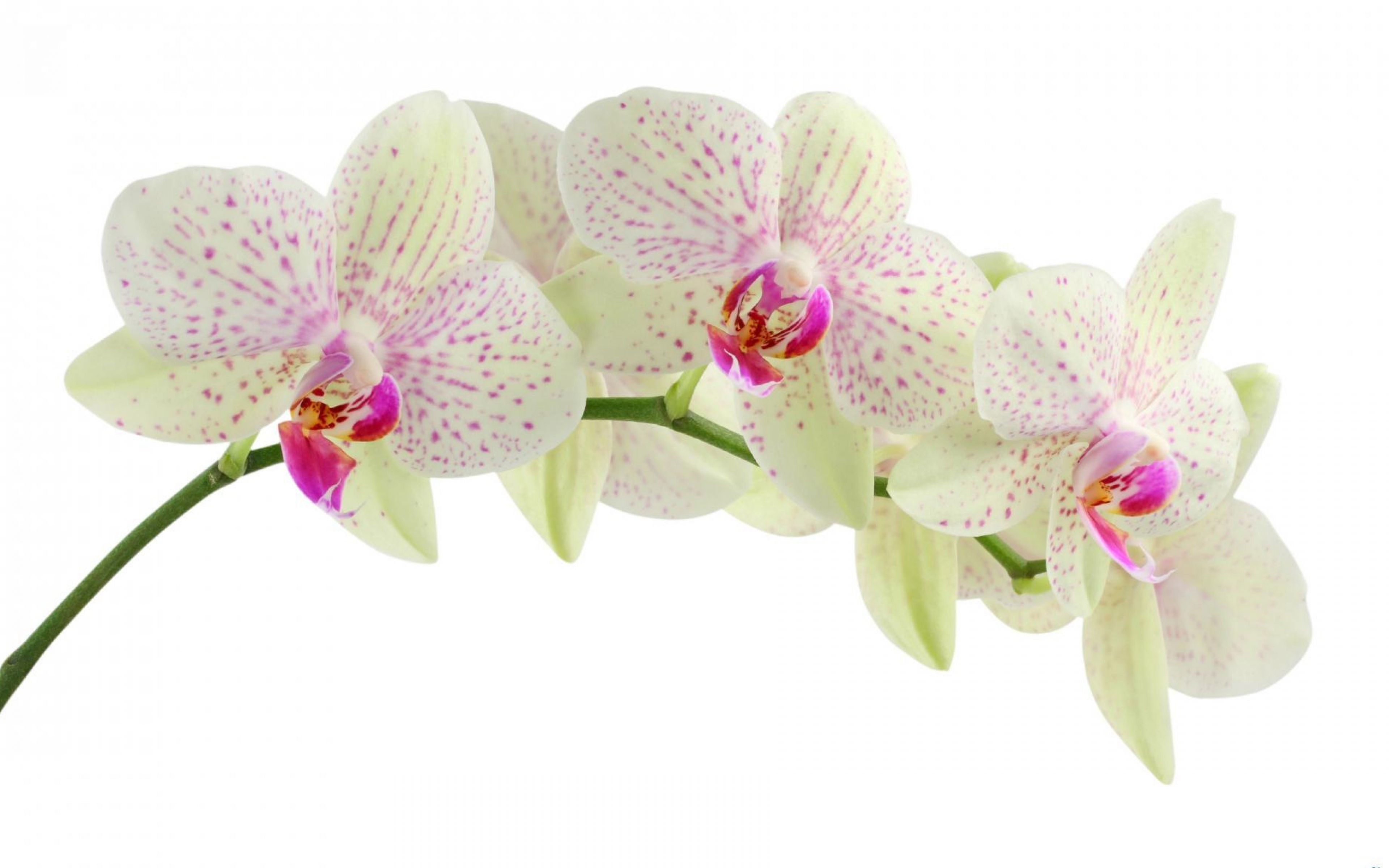 Wallpaper orchid, flower, white, branch, background