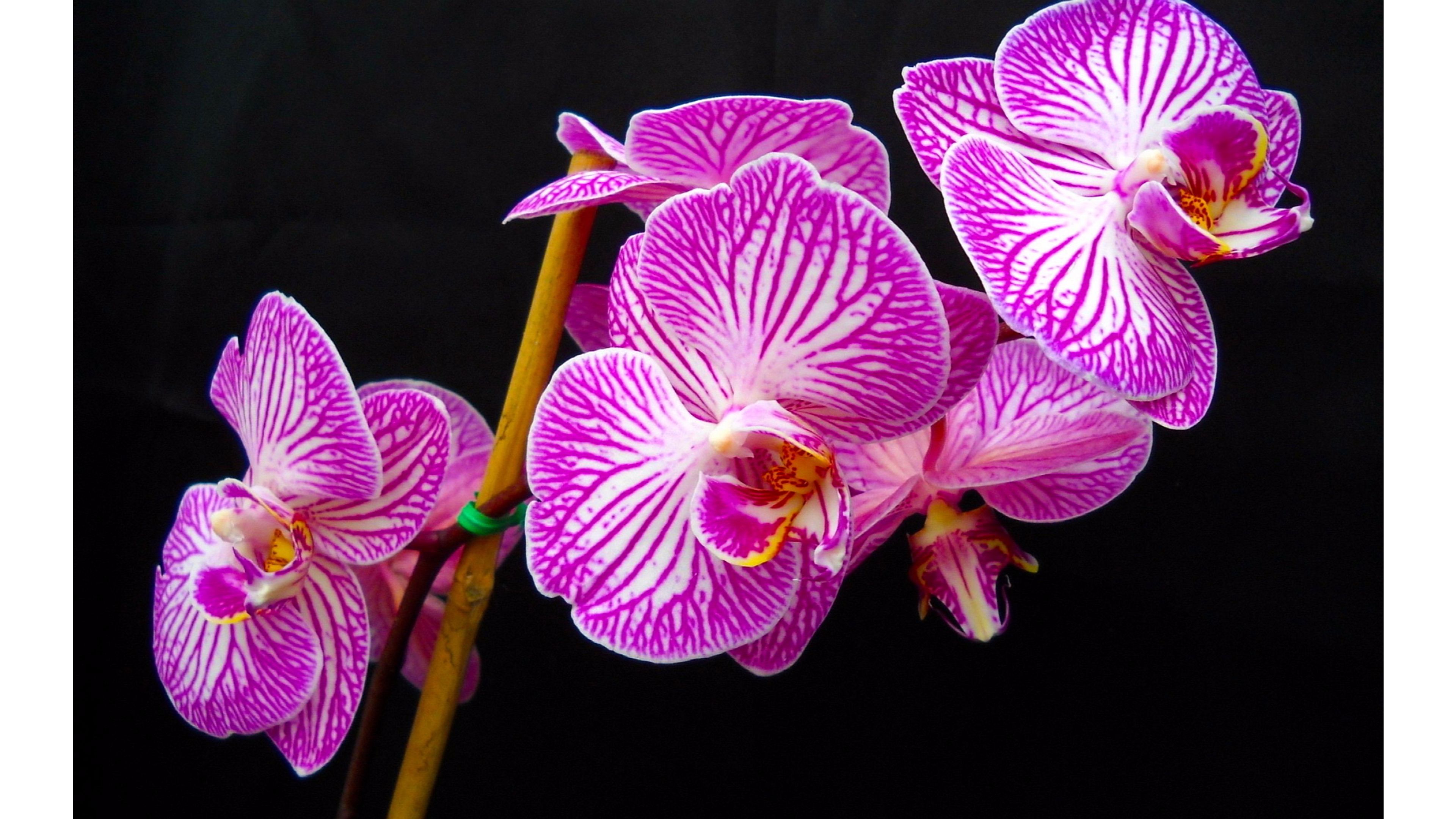 White and Purple Orchids 4K wallpaper