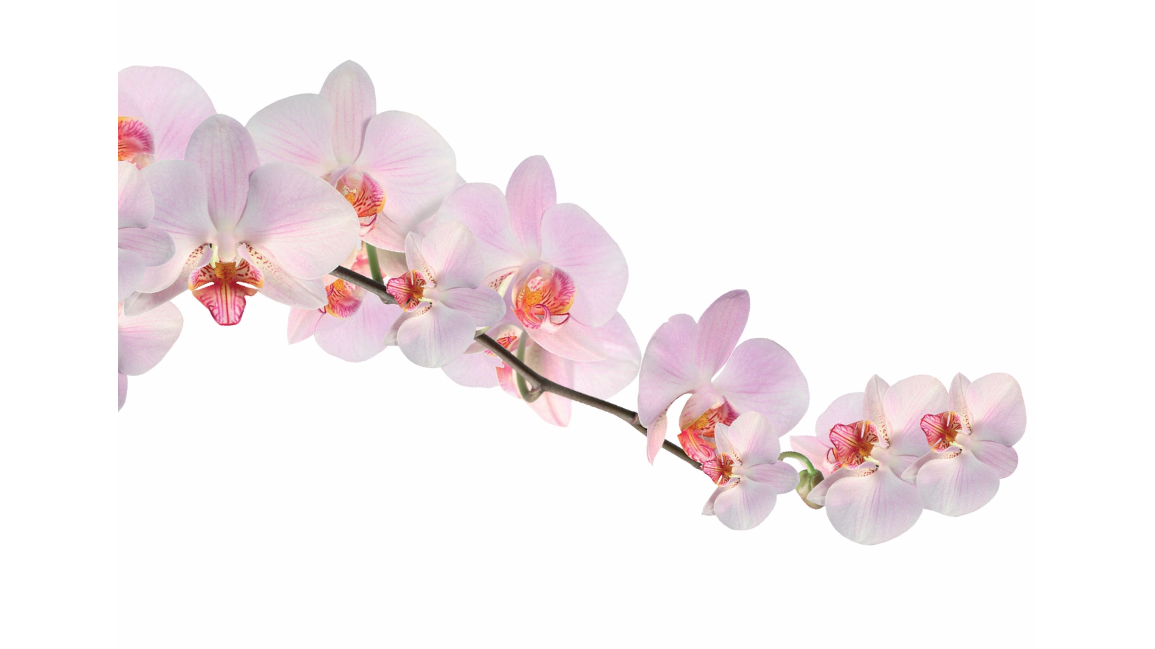 Pix Pink Orchid Png