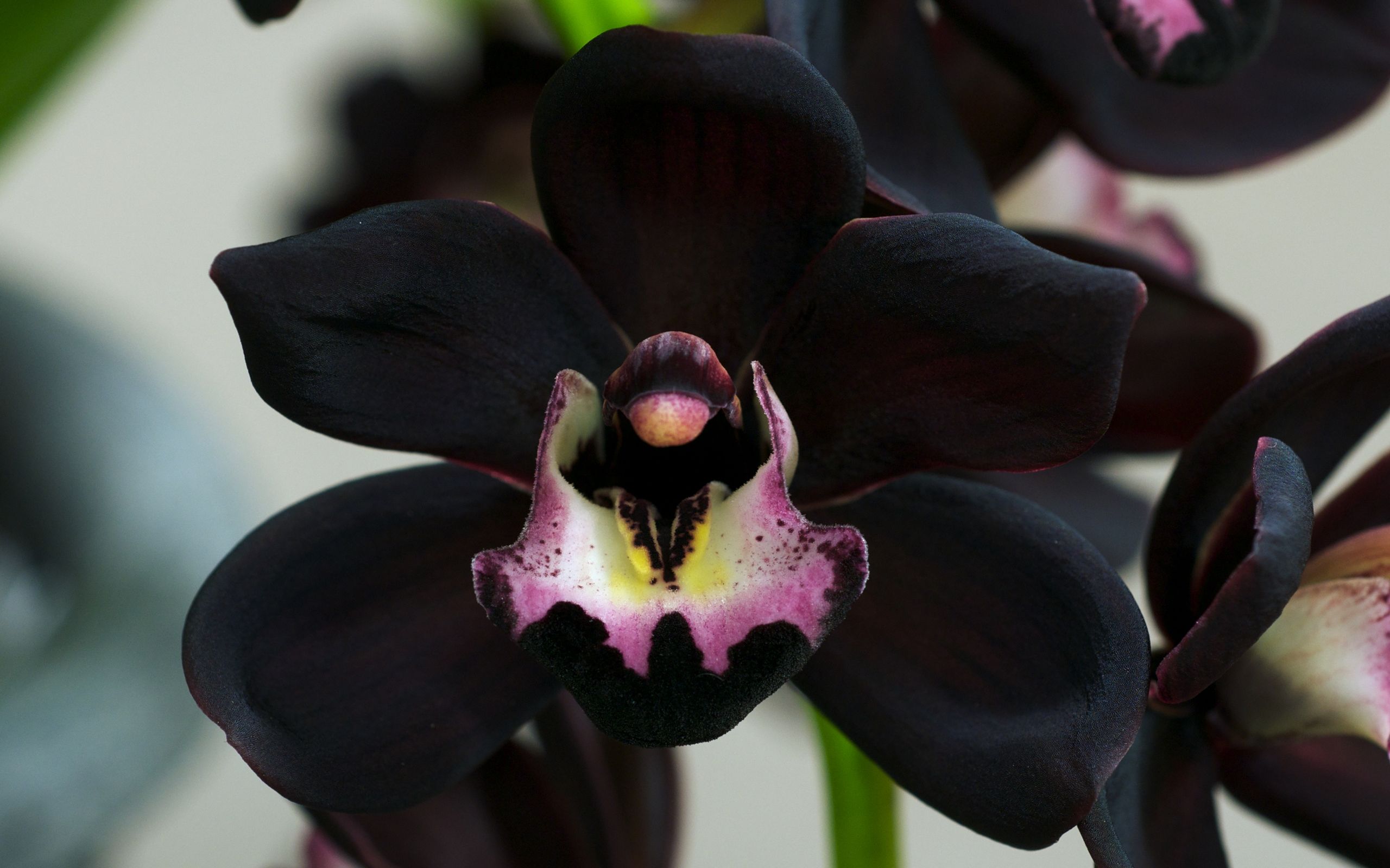 Black Orchid Wallpaper Free Black Orchid Background