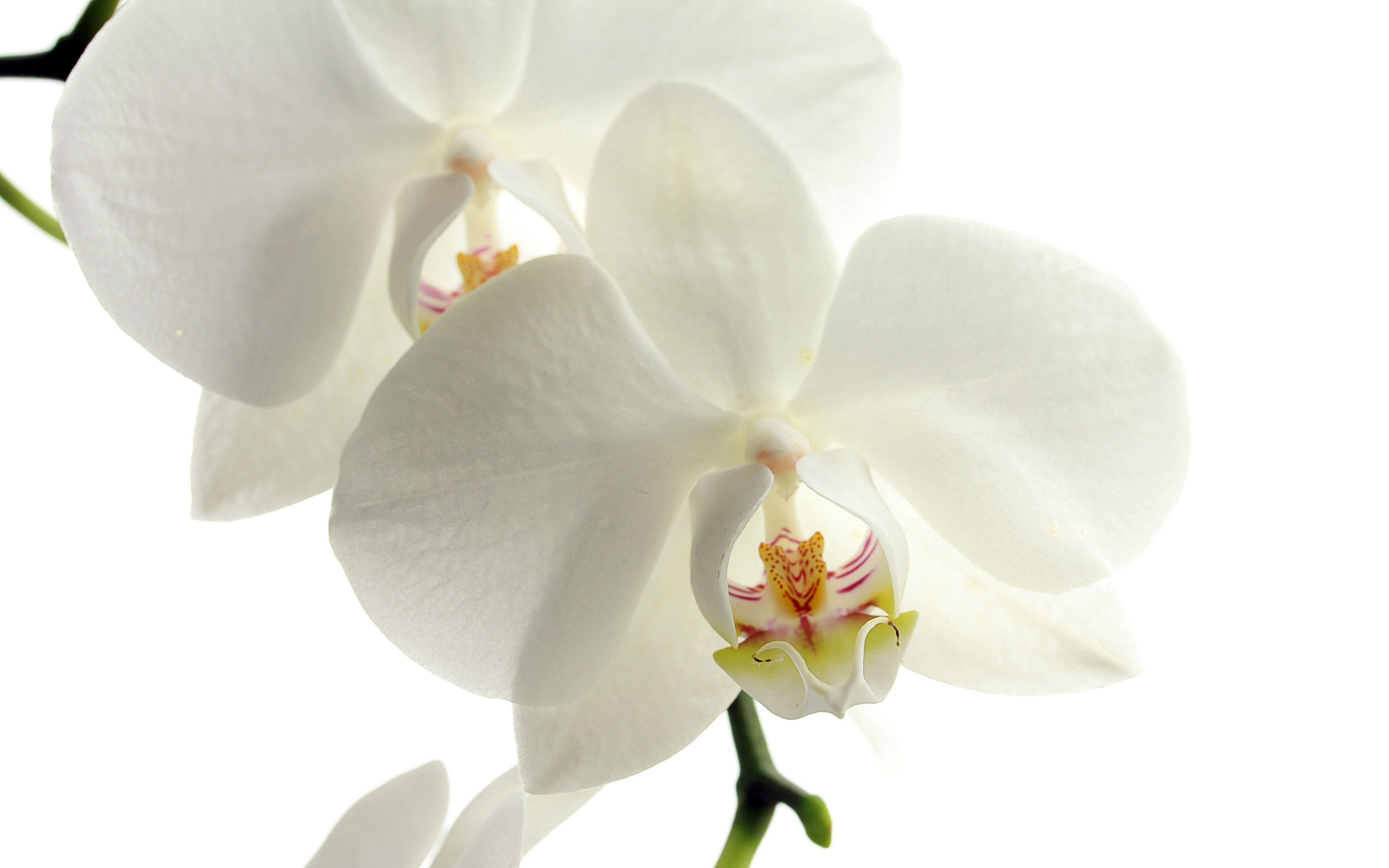 Download wallpaper 3840x2400 orchid, flower, petals 4k ultra HD 16