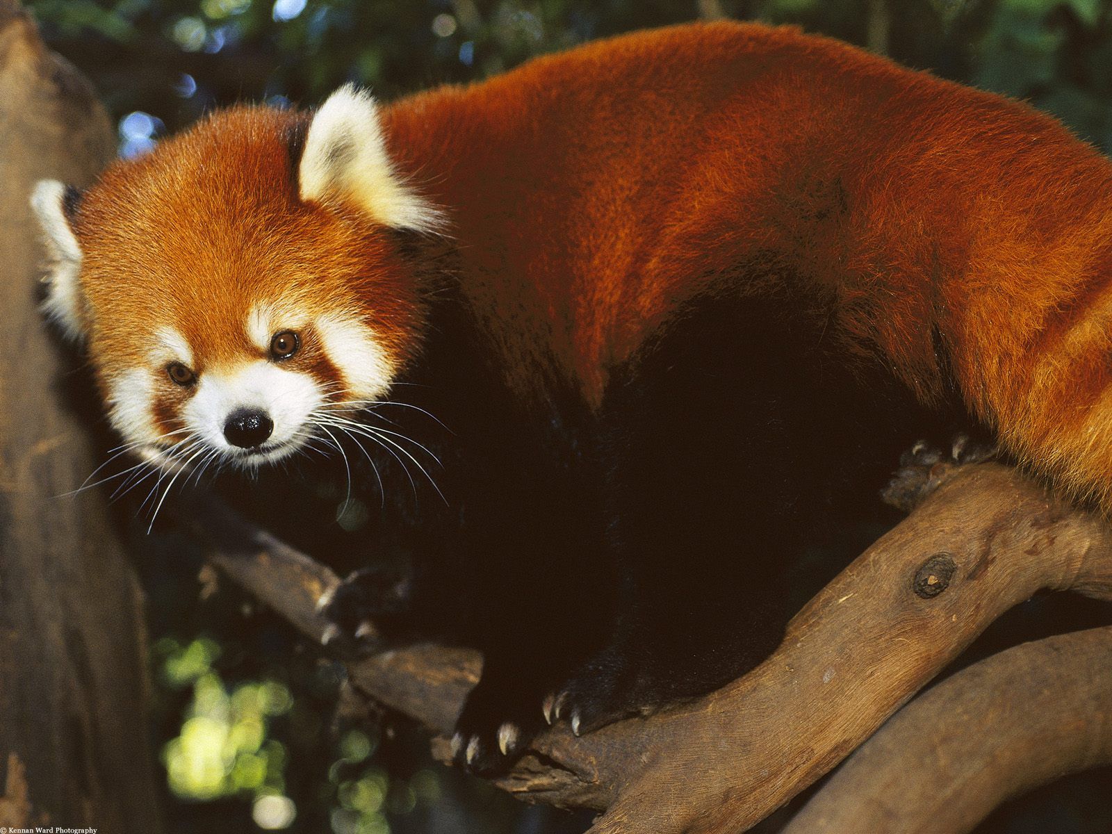 Fluffy Photo of the Red Panda Prove that Nature Can Be Cute