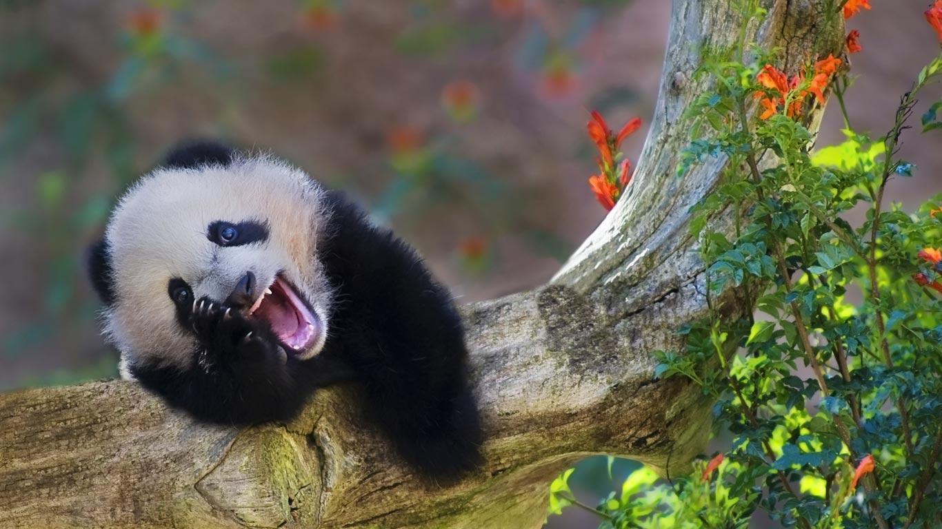 Laughing Panda Live Wallpaper for Android
