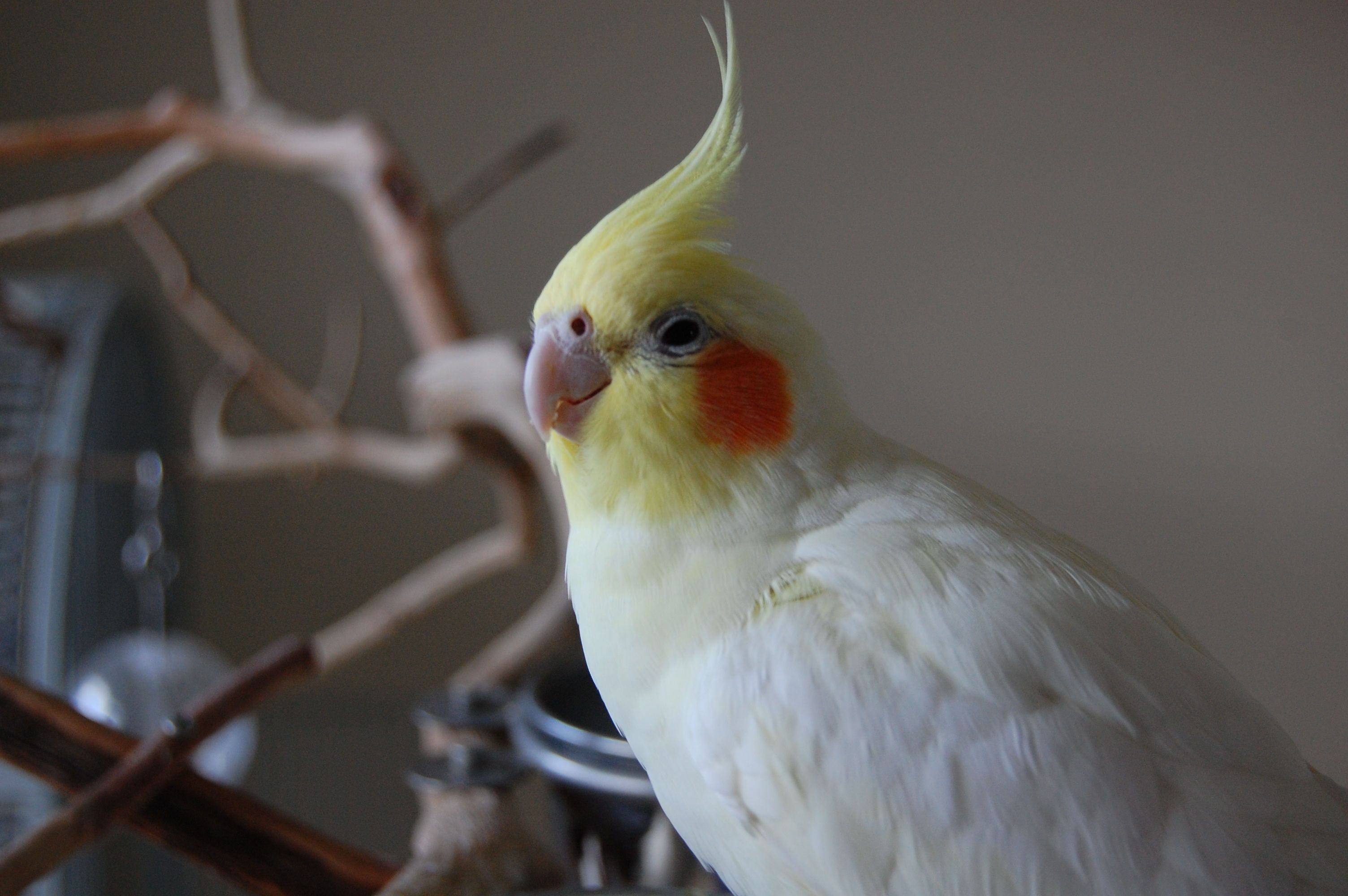 Prikaži izvornu sliku. Birds, Cockatiel, Beautiful birds