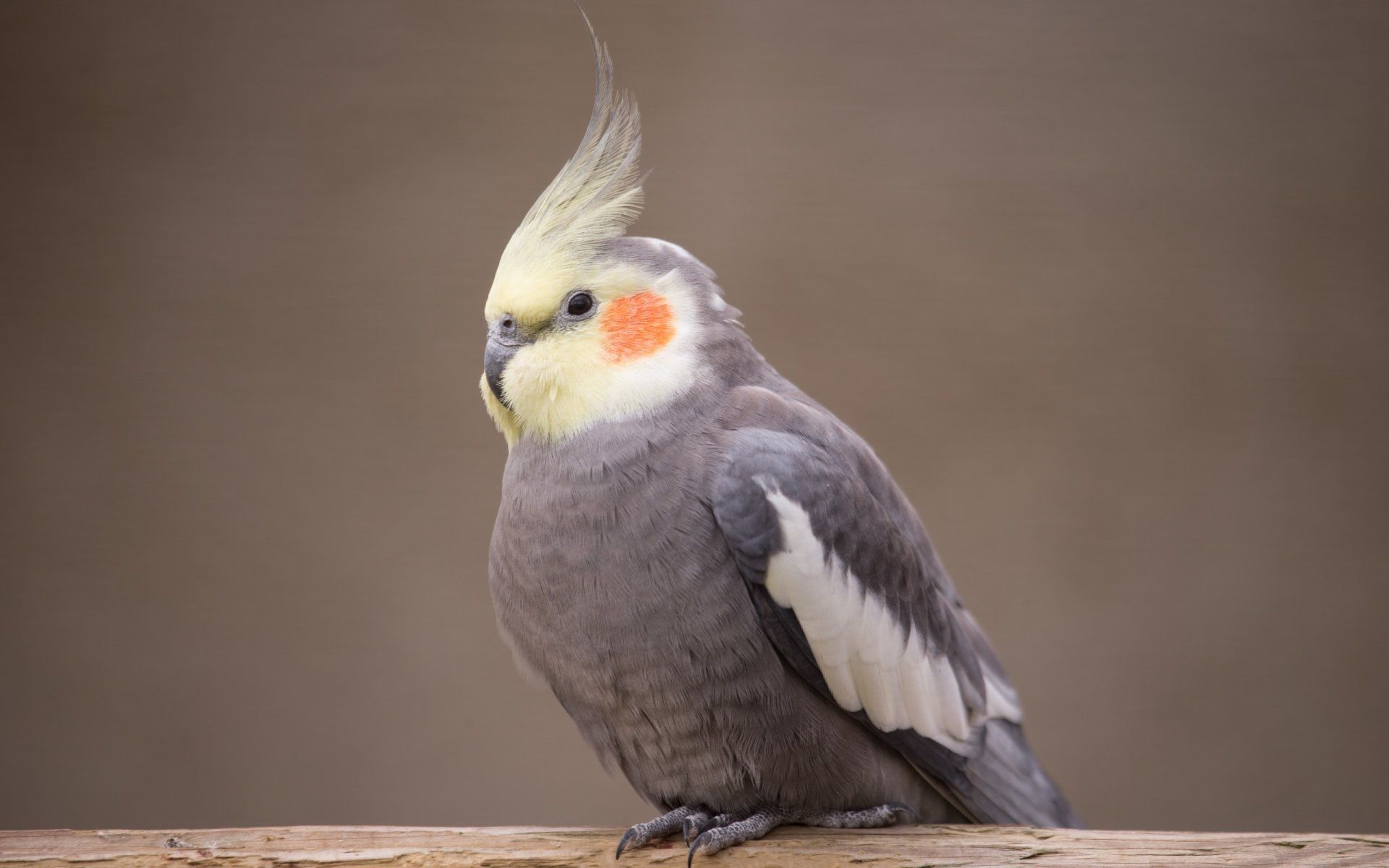Cockatiel Wallpaper