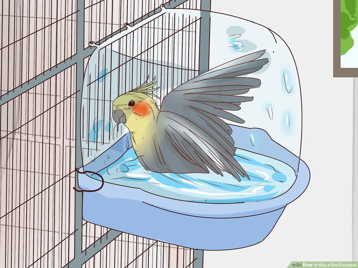 How to Buy a Pet Cockatiel: 11 Steps (with Picture)