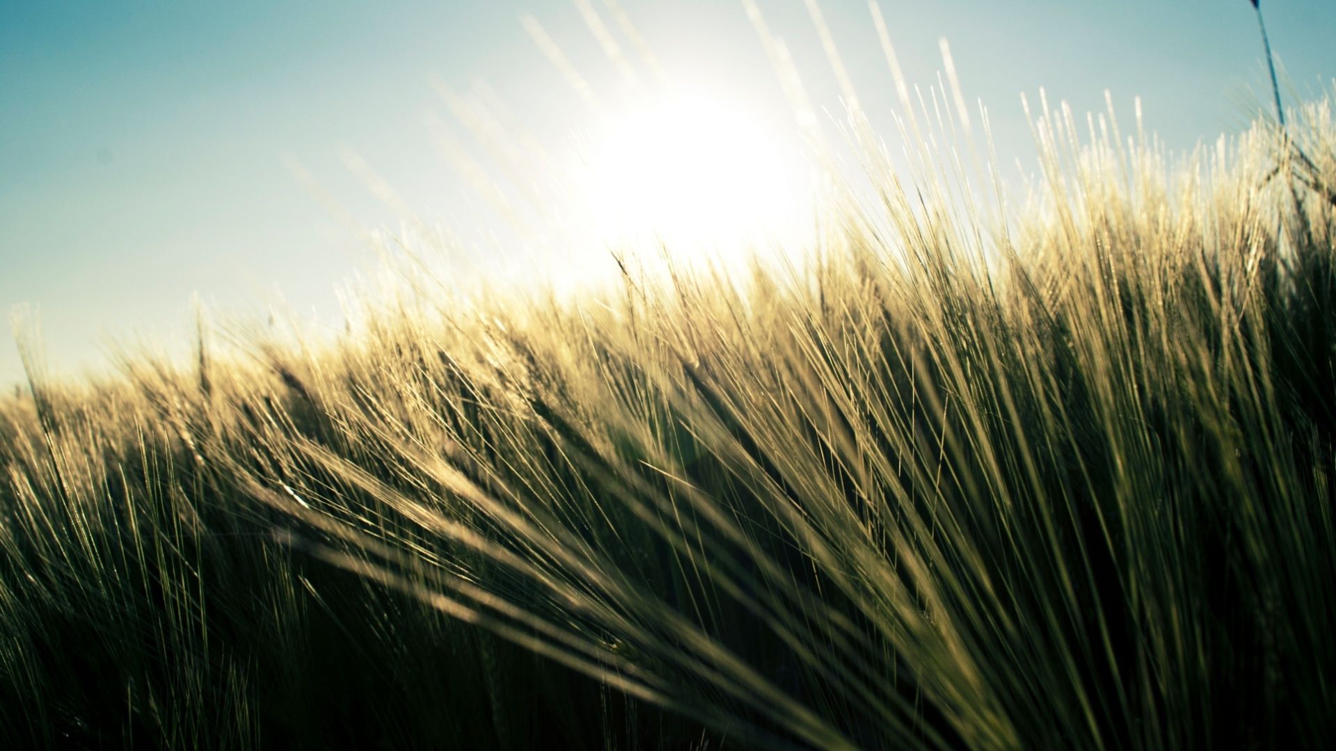 nature, wheat, field, grass, Plants, summer, sky, HD desktop