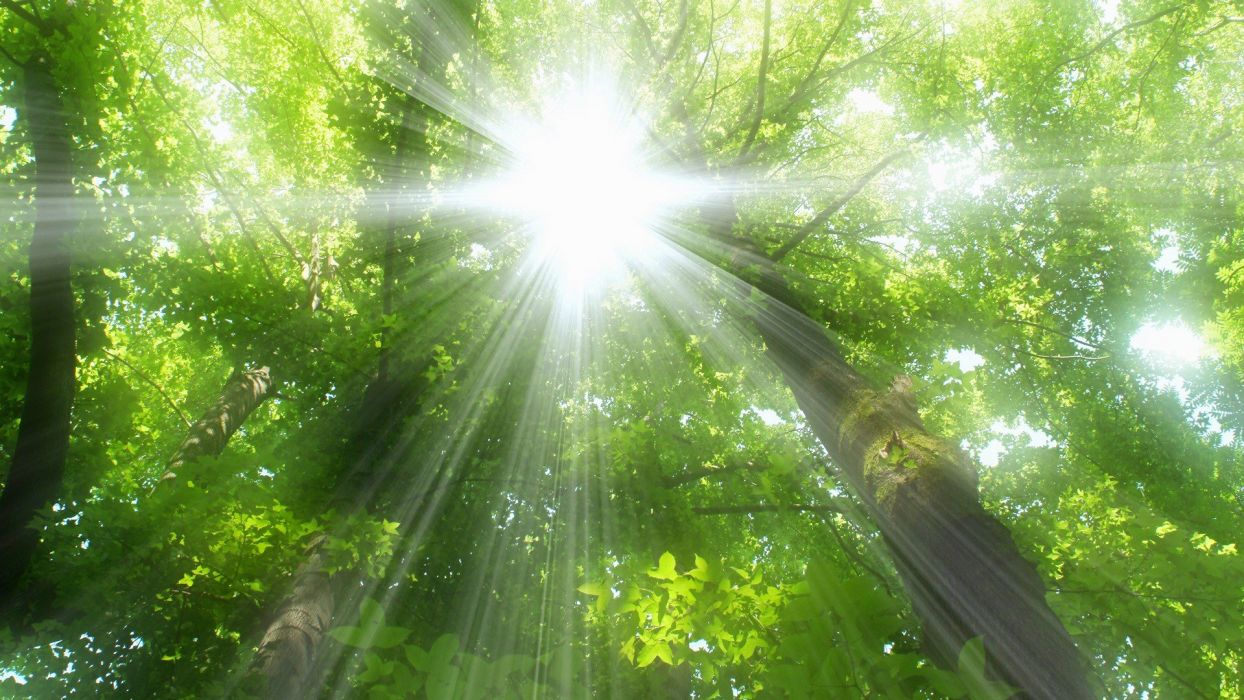 Nature trees forests sunlight sun flare wallpaperx1080