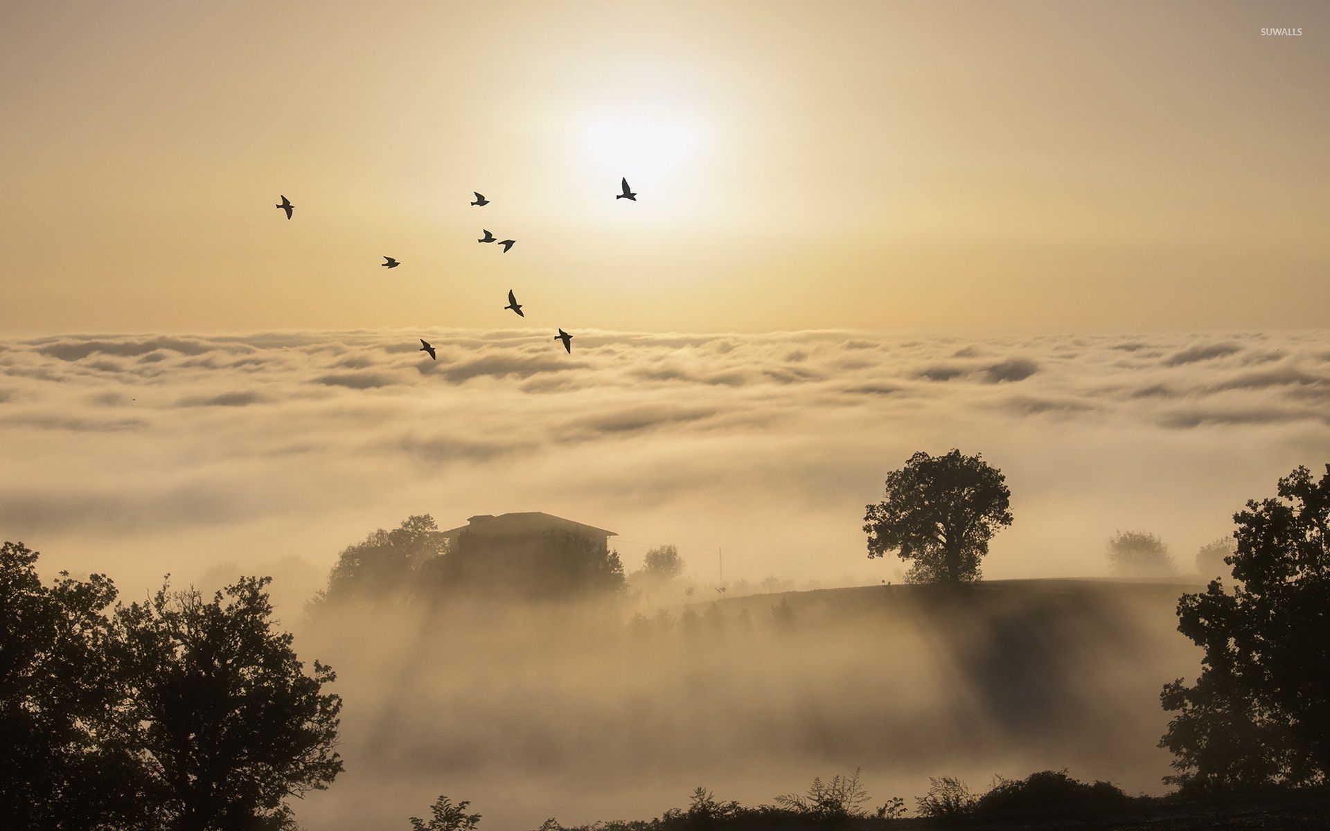 Birds flying above the foggy hills into the sun light wallpaper
