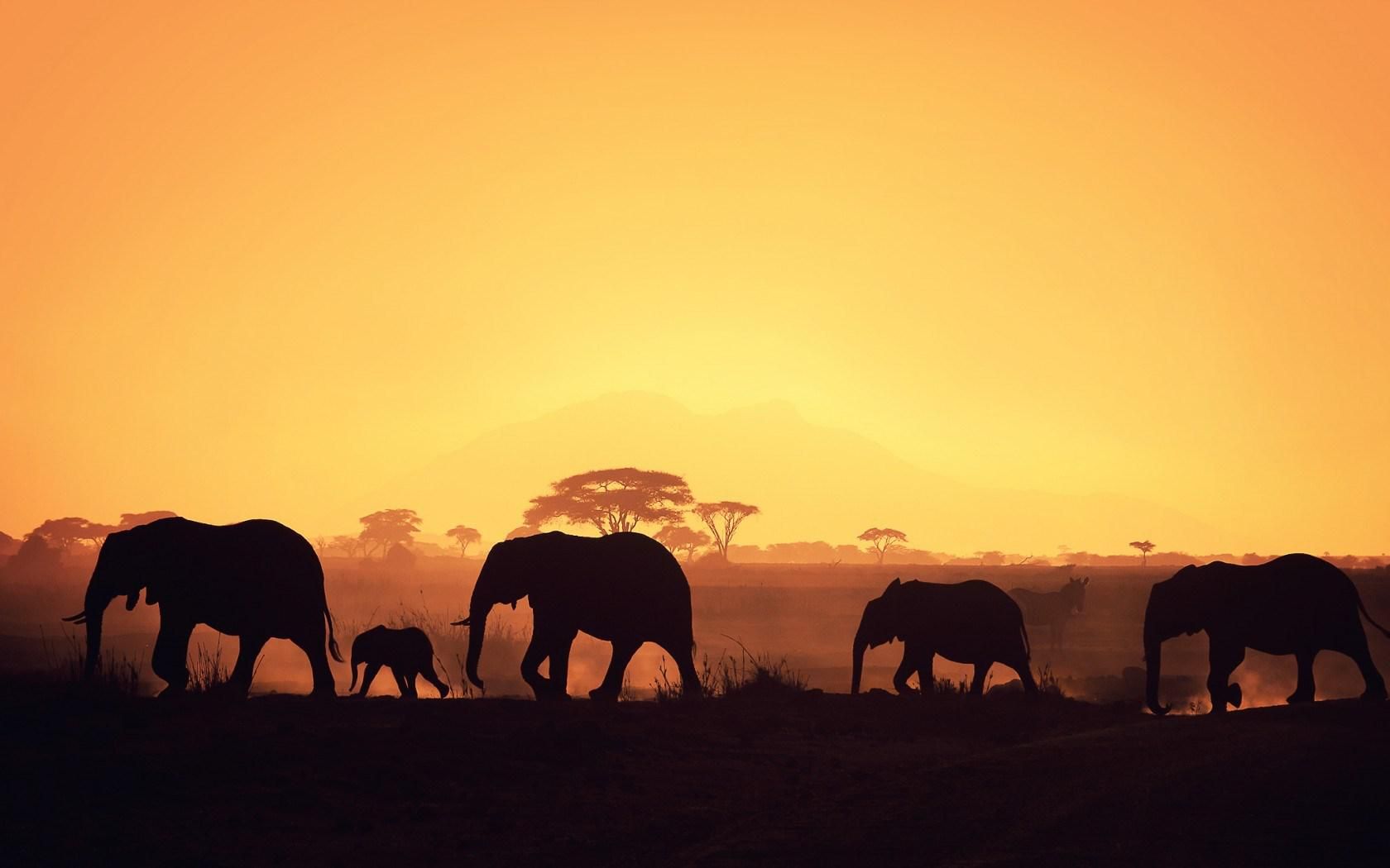 Sunset Safari Wallpapers Wallpaper Cave