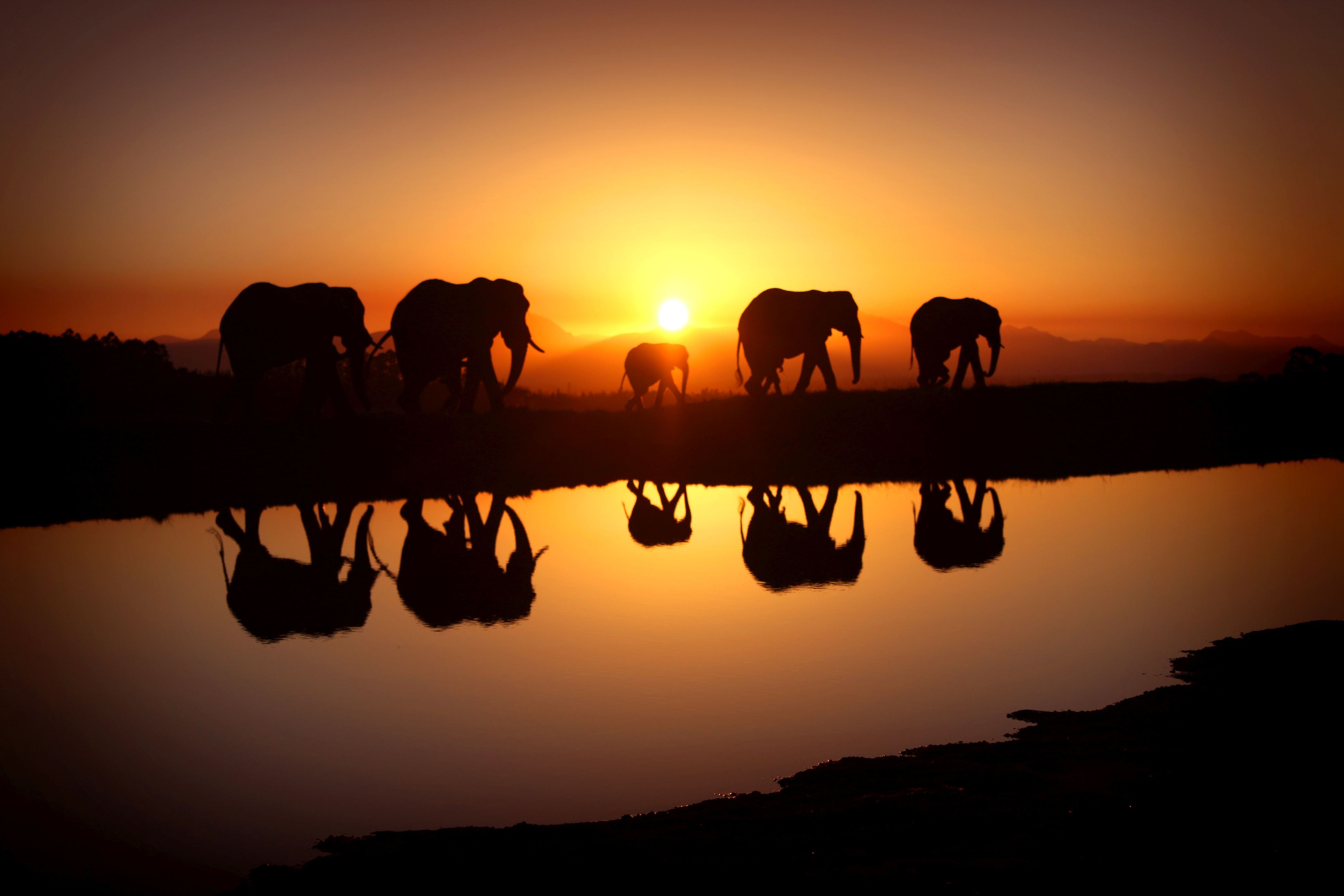 Elephants Family Sunset Savana Lake Desktop Wallpaper