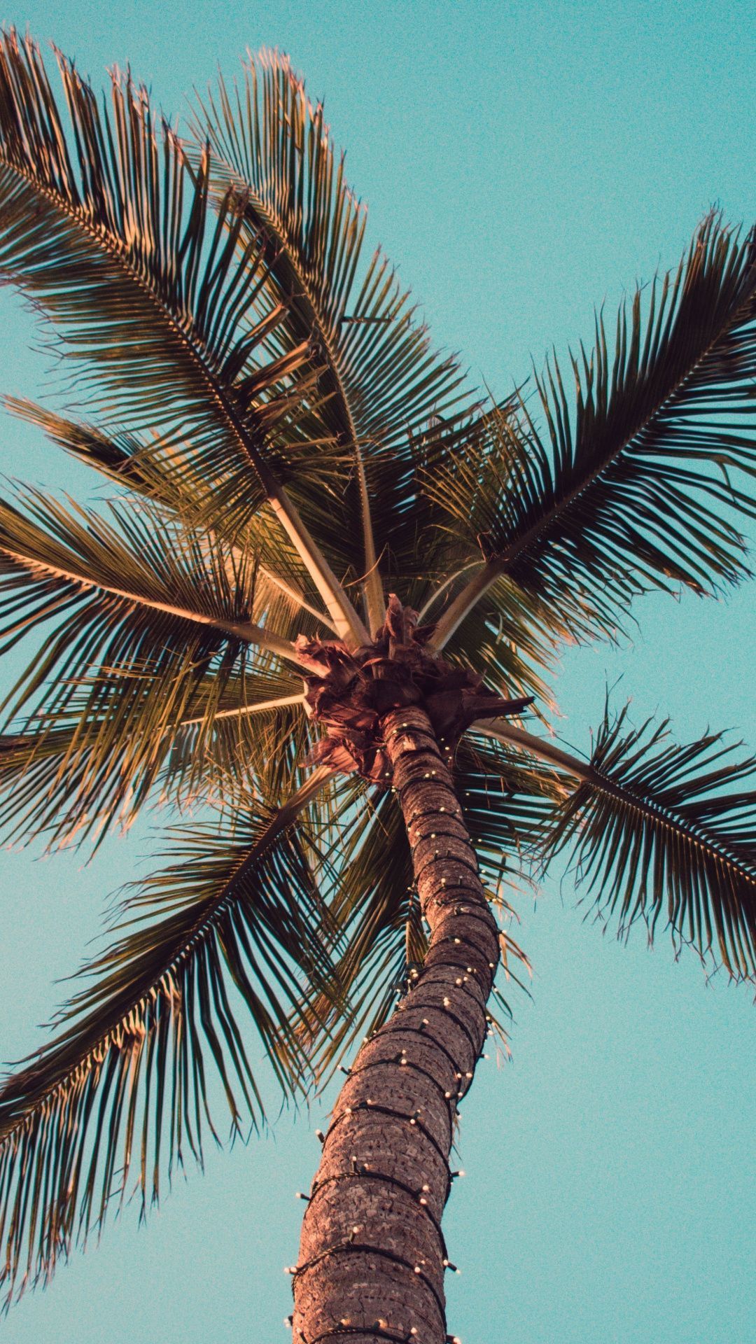 Palm Tree Wallpaper Background Hupages Download iPhone