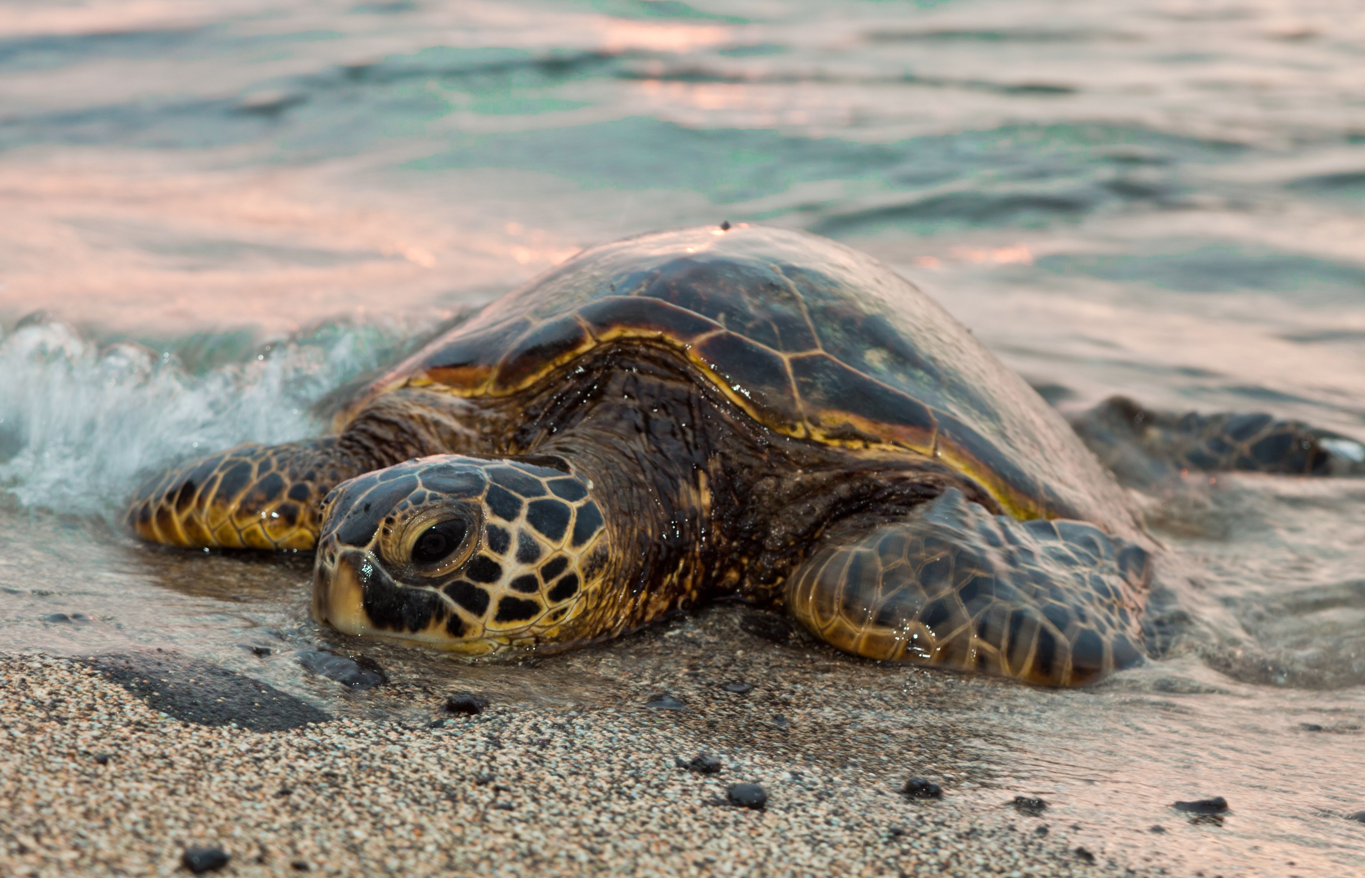Sea Turtles in Peril