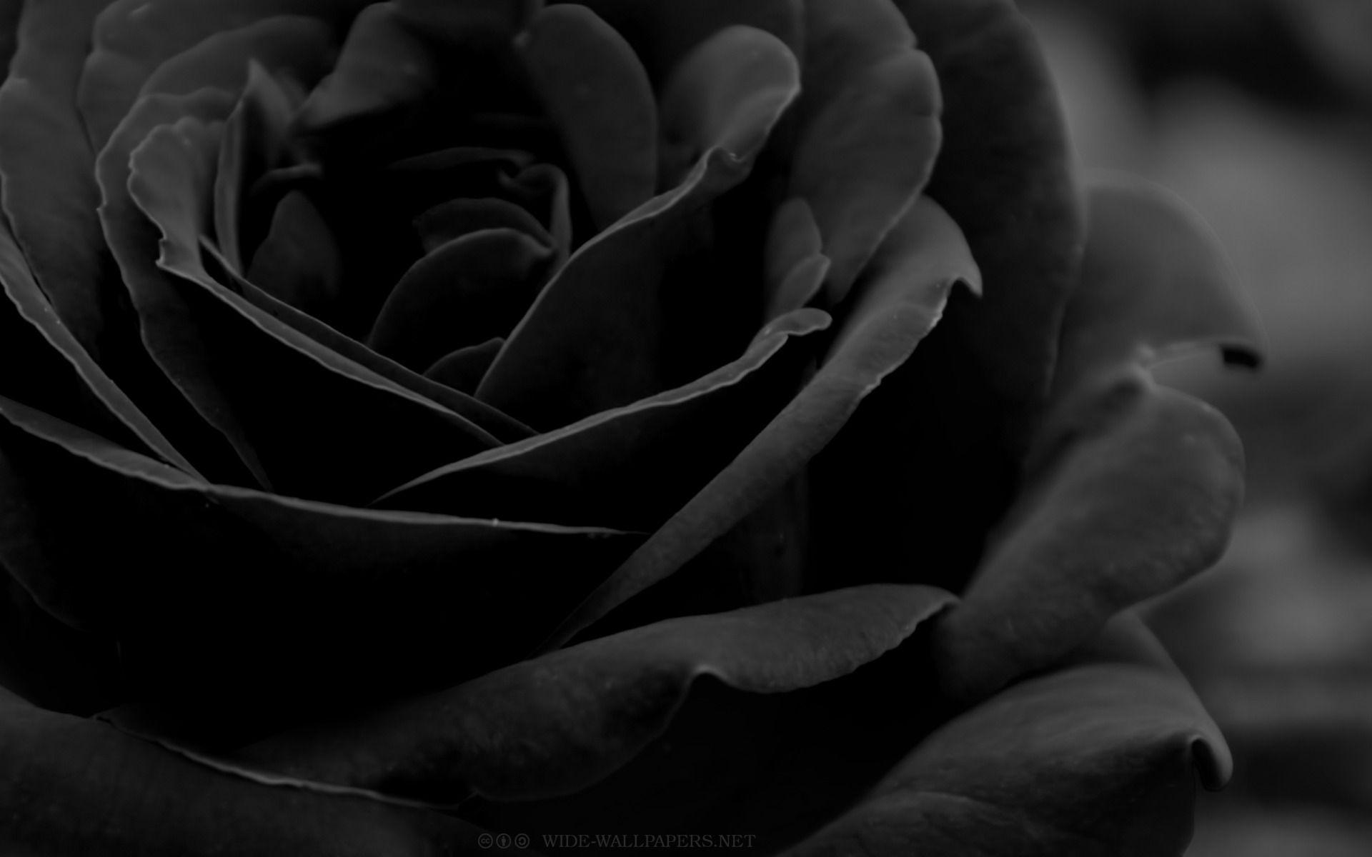 Black Roses 4K Wallpaper Free Black Roses 4K Background