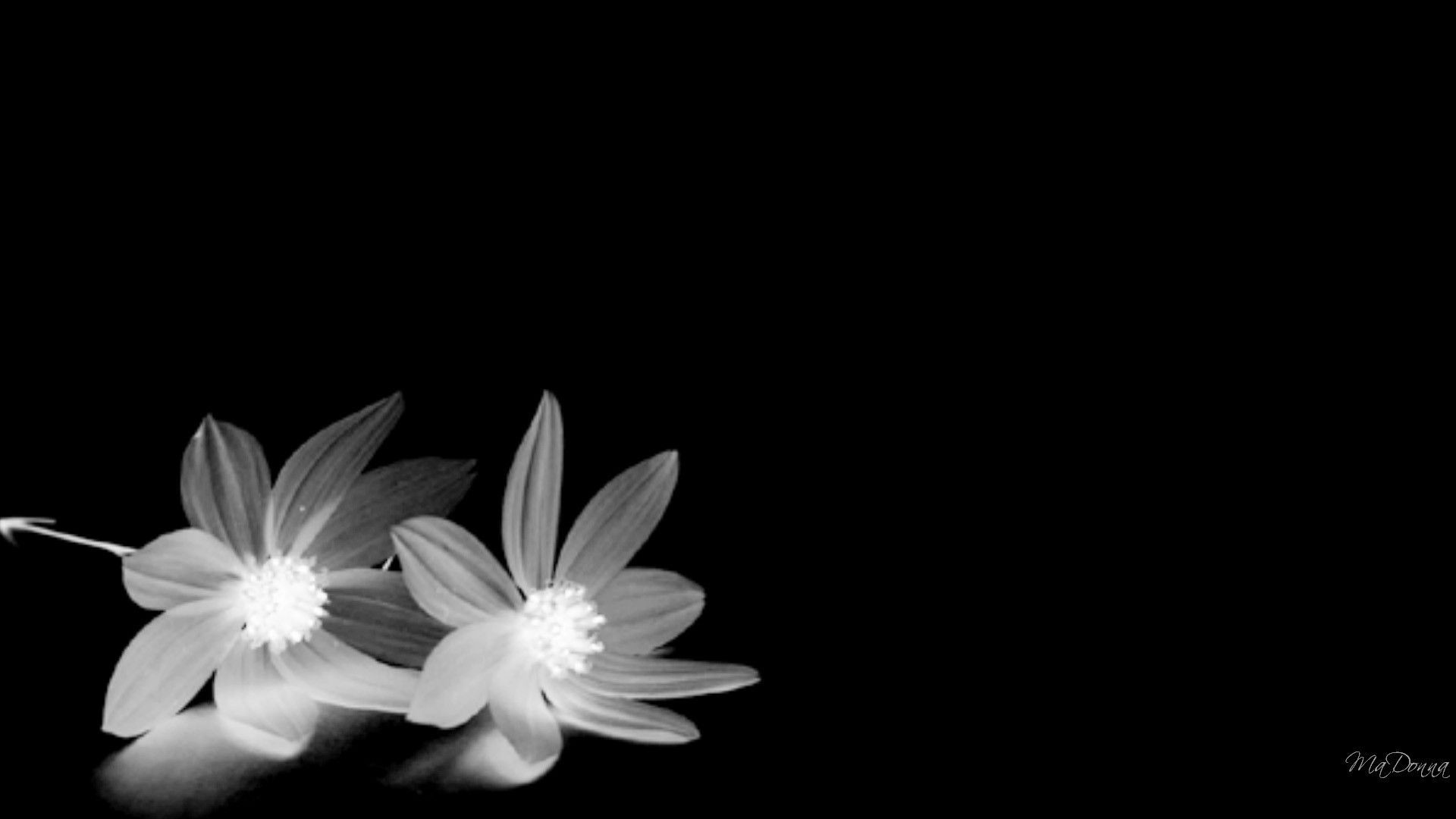 Flower Wide Aesthetic Dark Wallpapers Wallpaper Cave