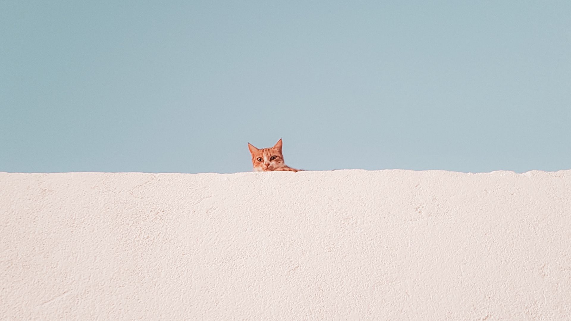 Wallpaper Cat, Wall, Peeking, Funny, Minimalism Fox