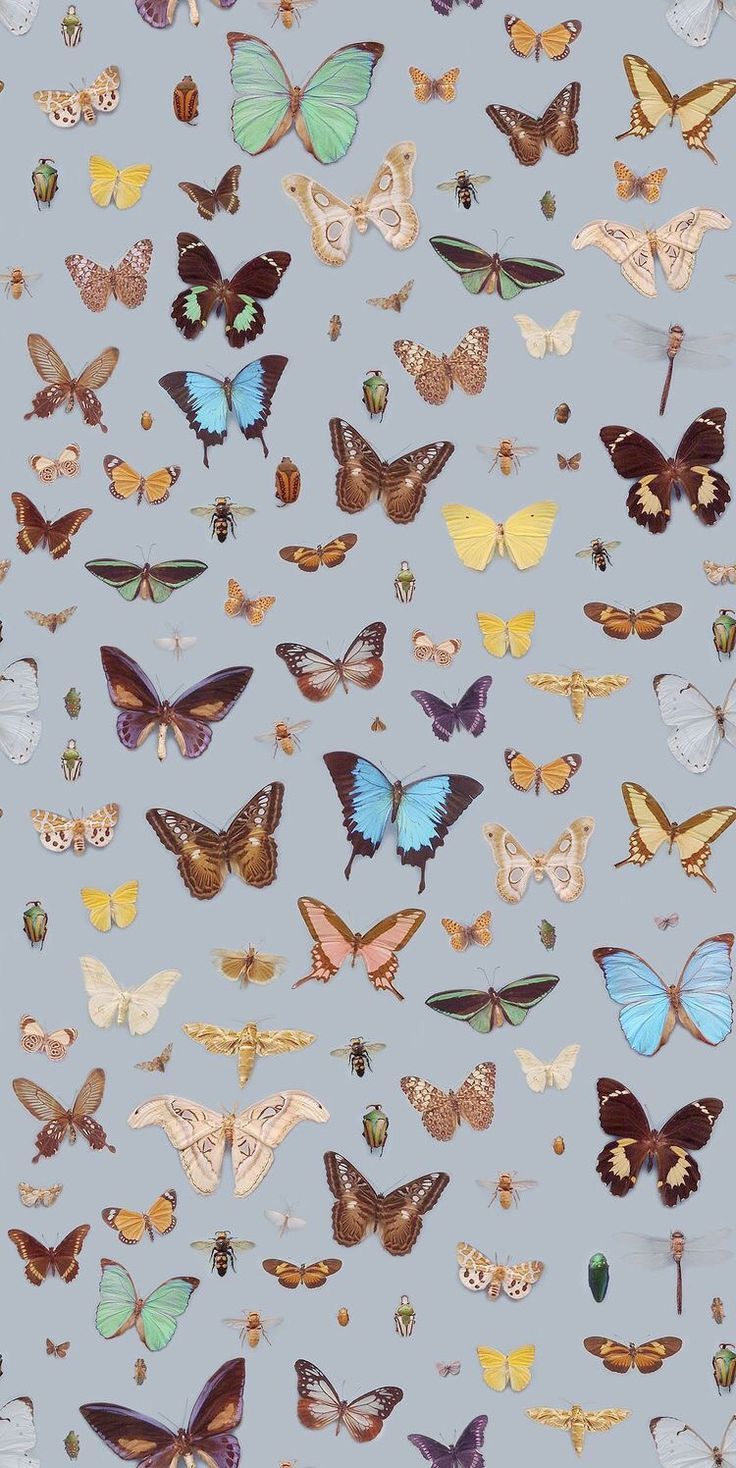 Butterfly iPhone Wallpaper Aesthetic Wallpaper