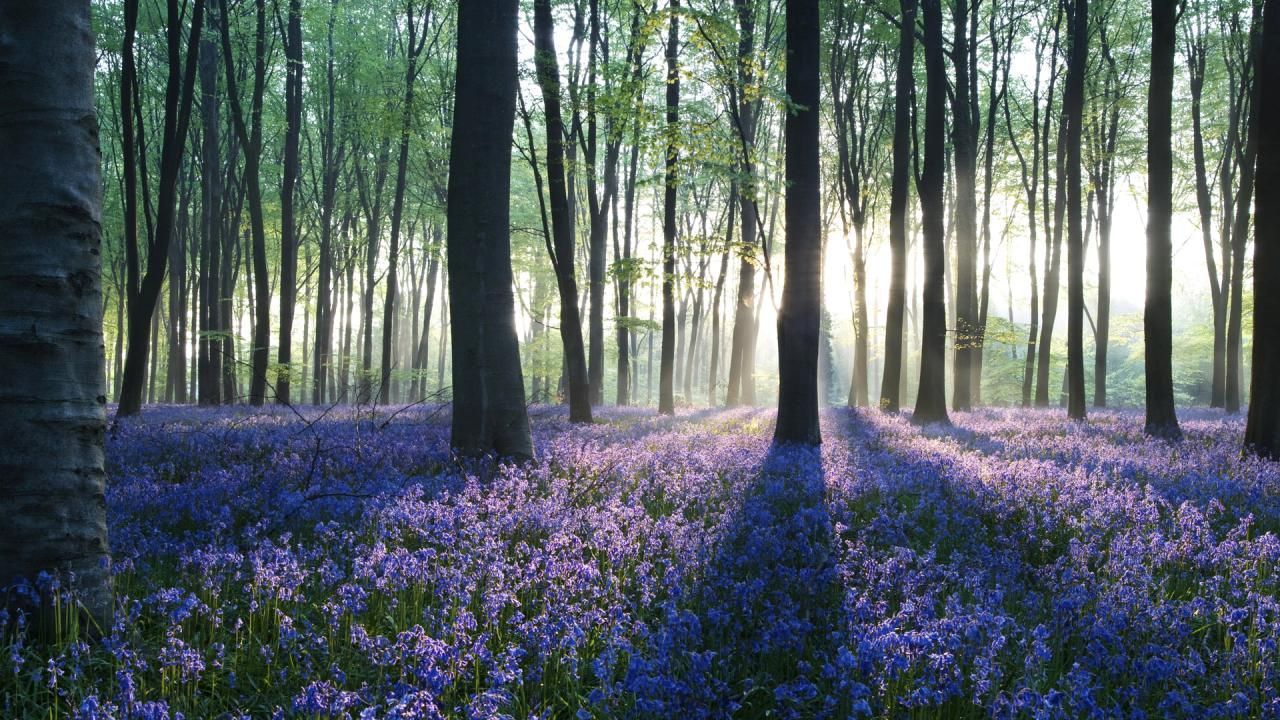 Purple flower forest. Such beautiful scenery!