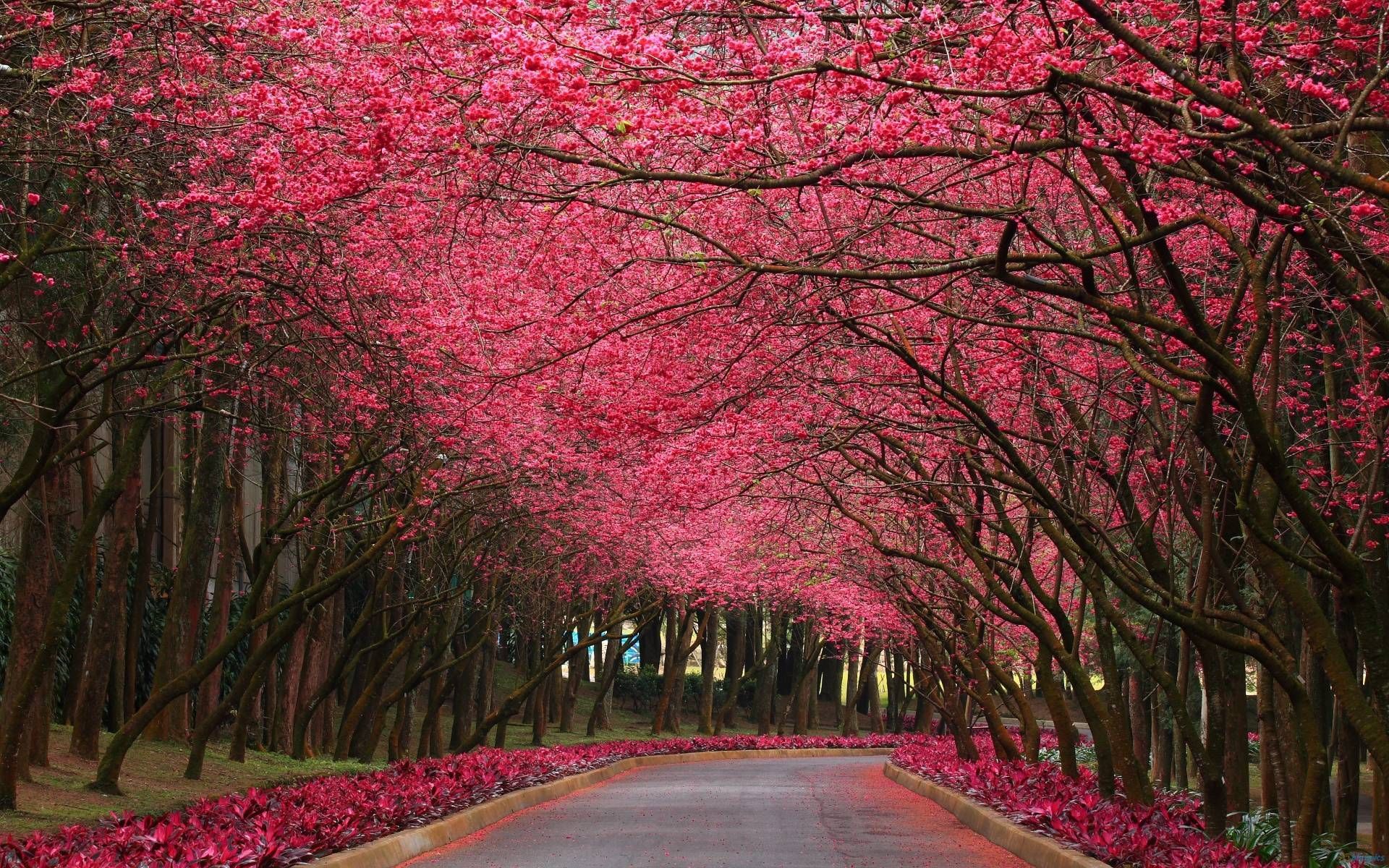 Pink forest wallpaper. Tree photography, Beautiful nature