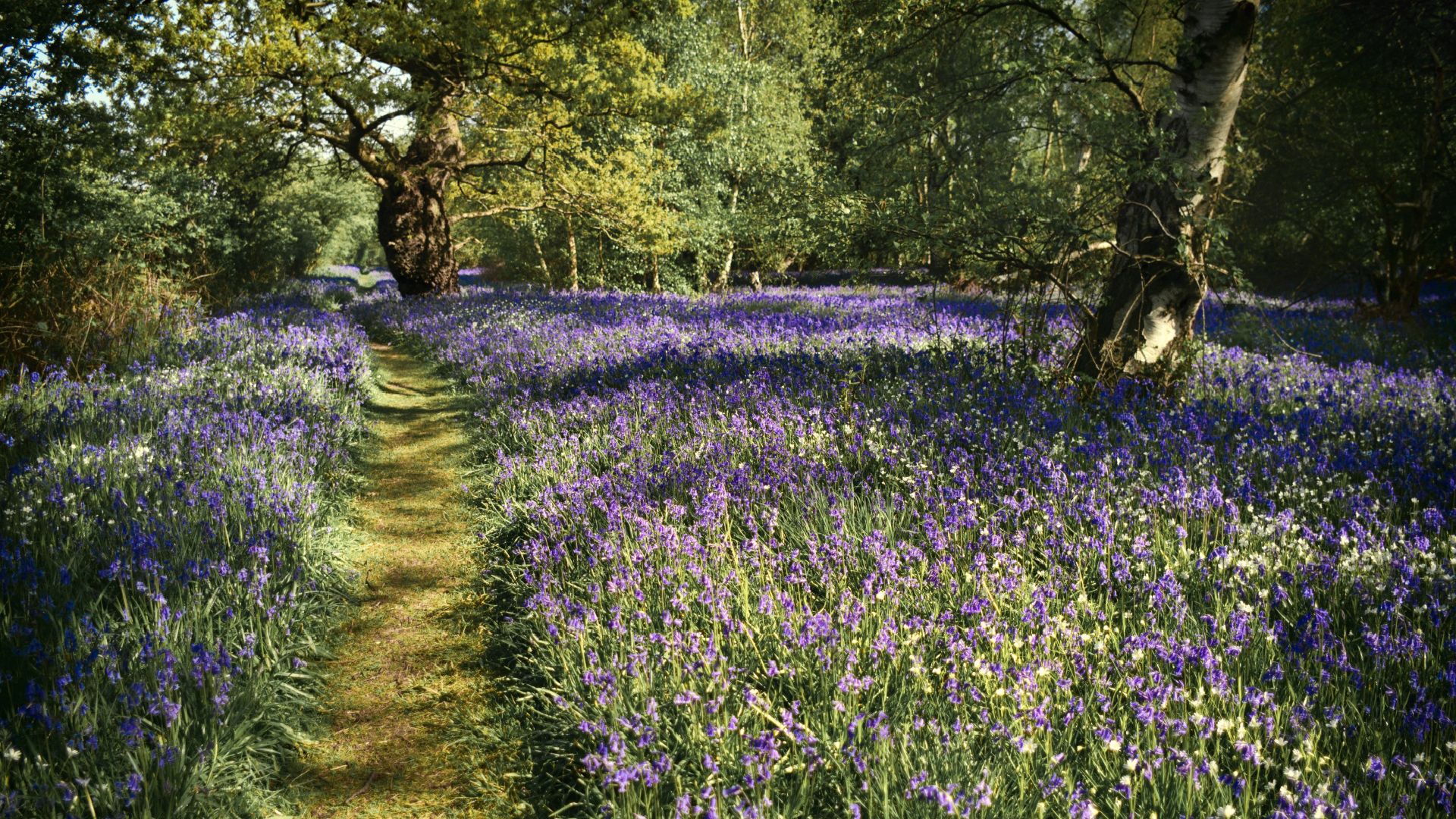 Path, Spring Bluebells Flowers, Beautiful Forest HD Image Free Wallpaper