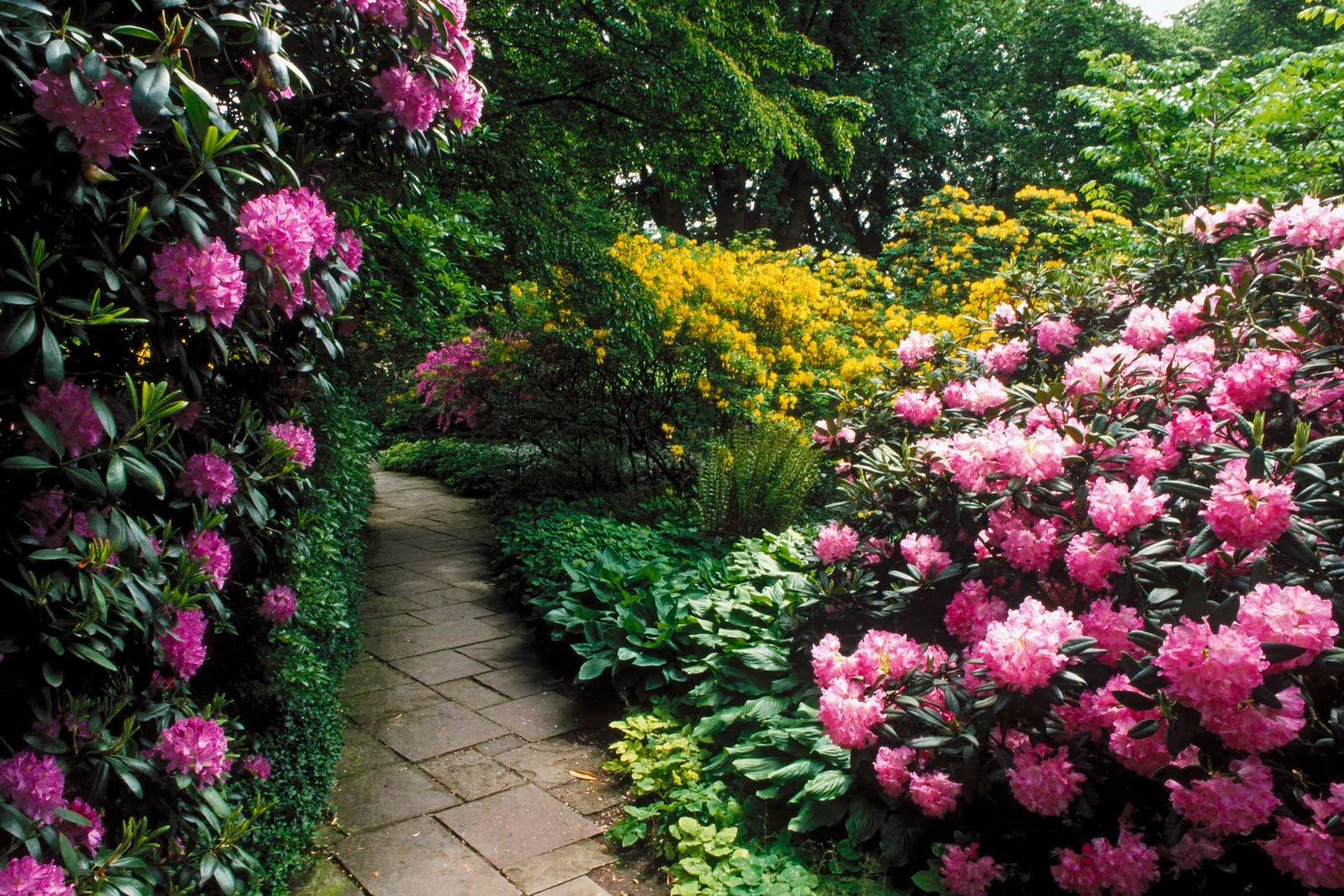 Beautiful Flower Garden Wallpaper