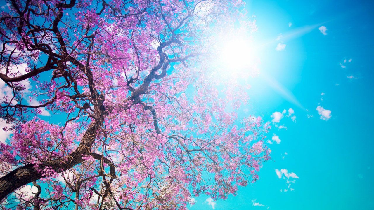 Sky, Sun, Beautiful, High Definition, Blossom, Tree, Bloom, Pink