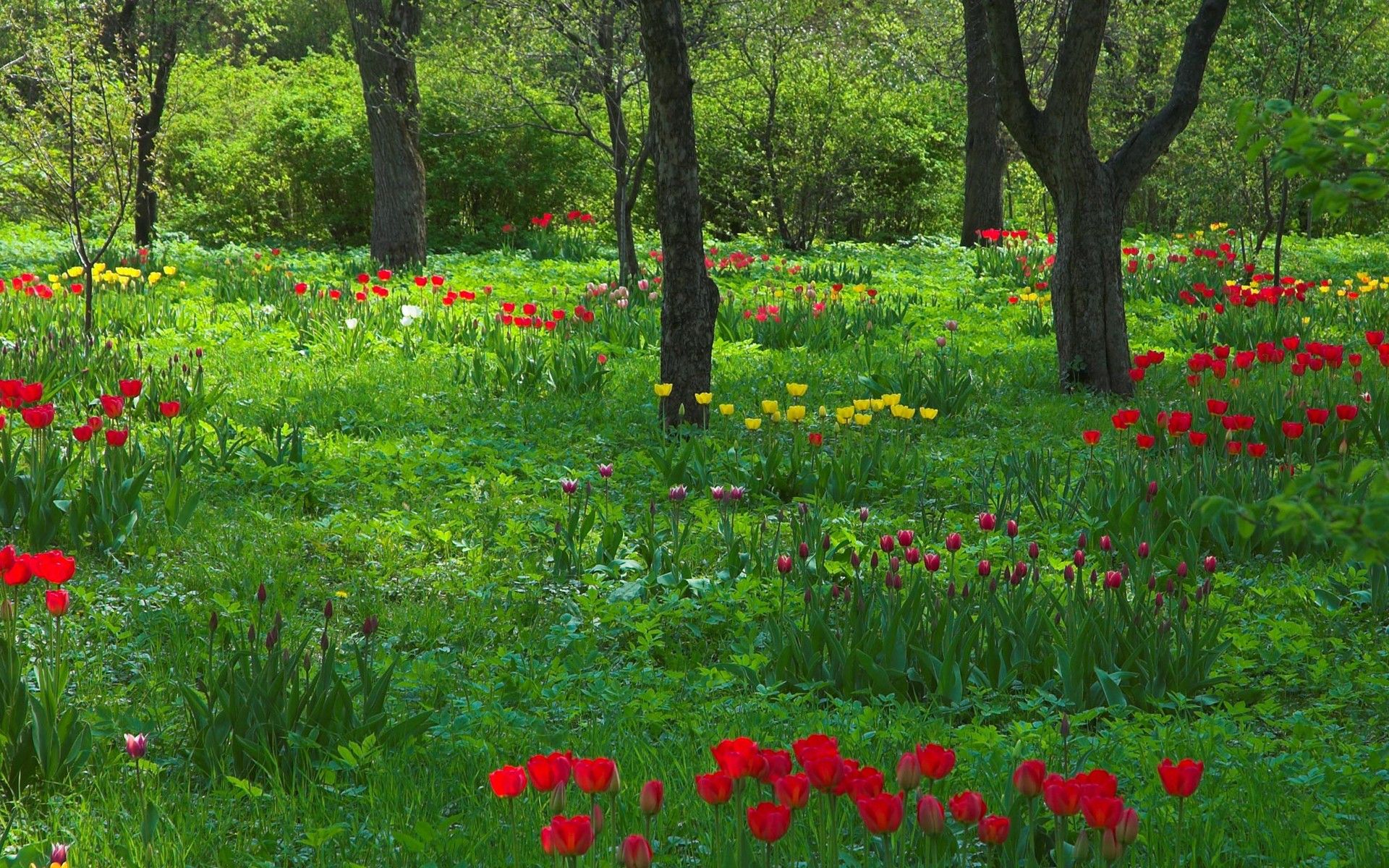 Flower. Free Download HD Desktop Wallpaper Background Image