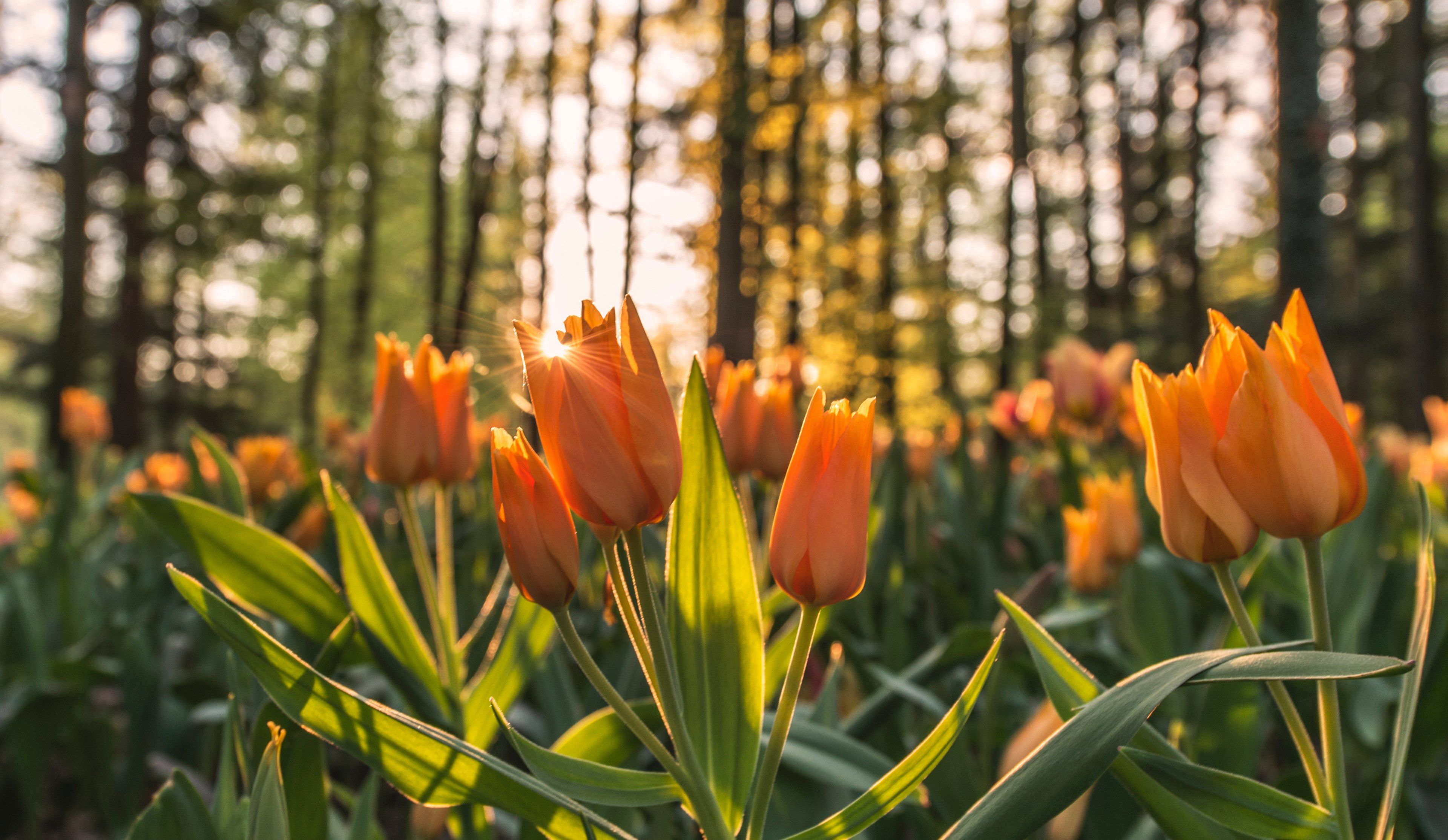 sunset shot of orange tulip flowers in nature in forest