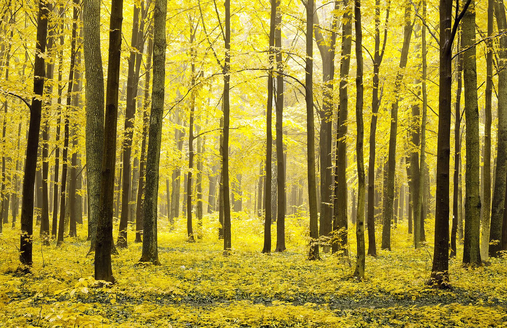 Yellow Tree Forest Wallpaper Mural