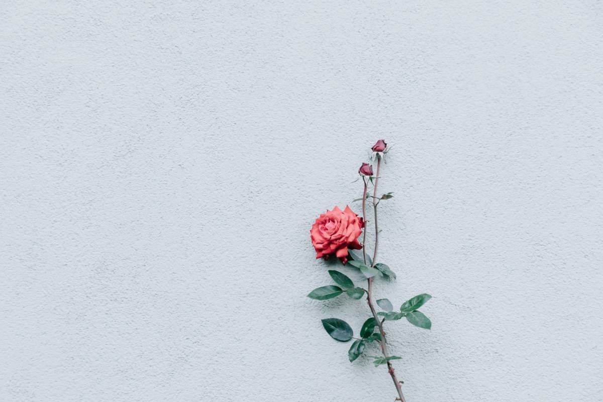Featured image of post Flower Minimalist Vintage Desktop Wallpaper - ✓ free for commercial use ✓ high quality images.