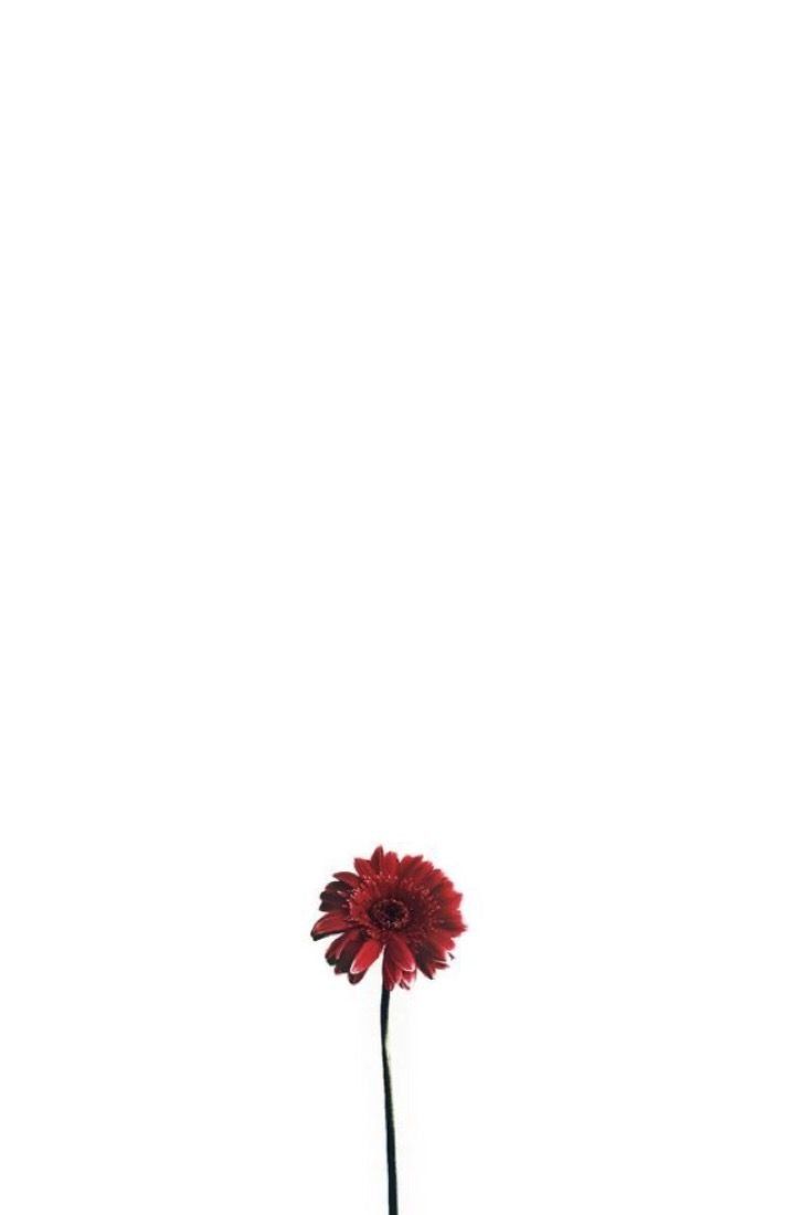 Floral Wallpaper Minimalist