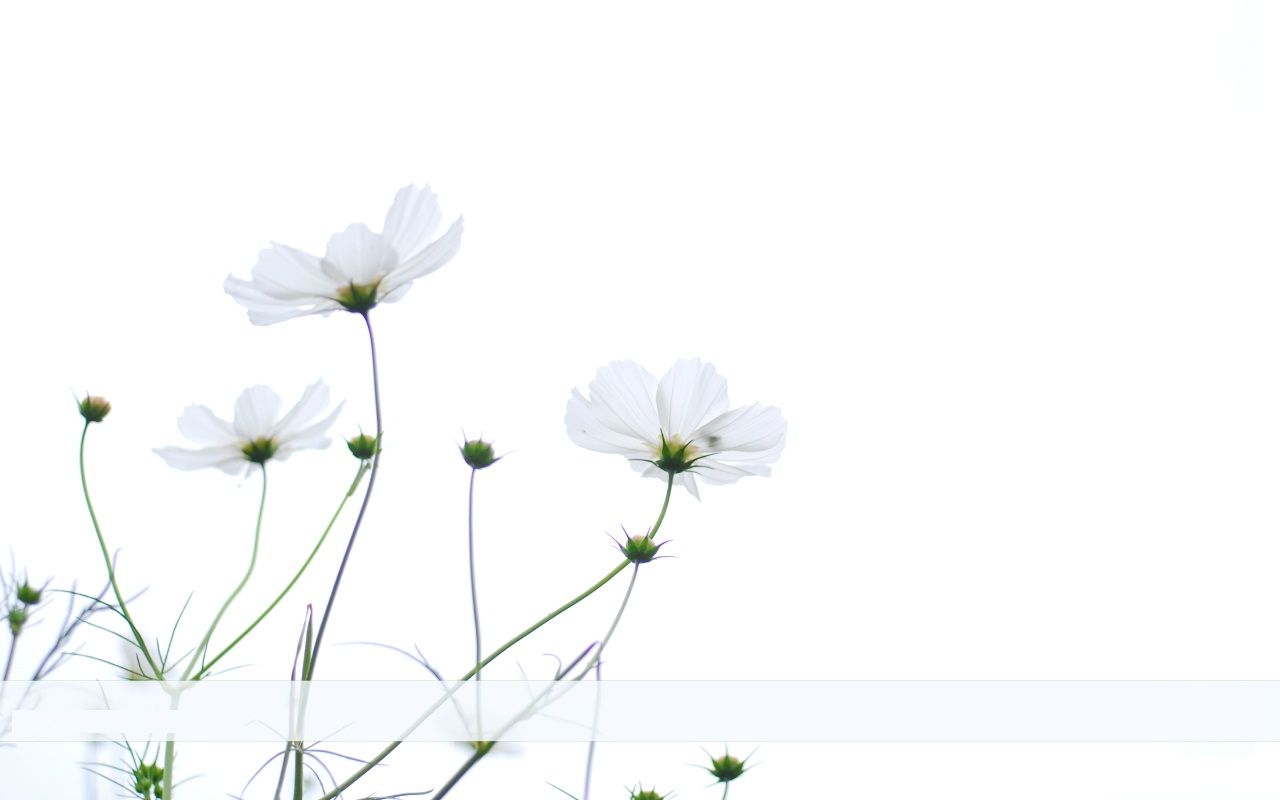 Simple Floral Desktop Wallpaper Free Simple Floral Desktop