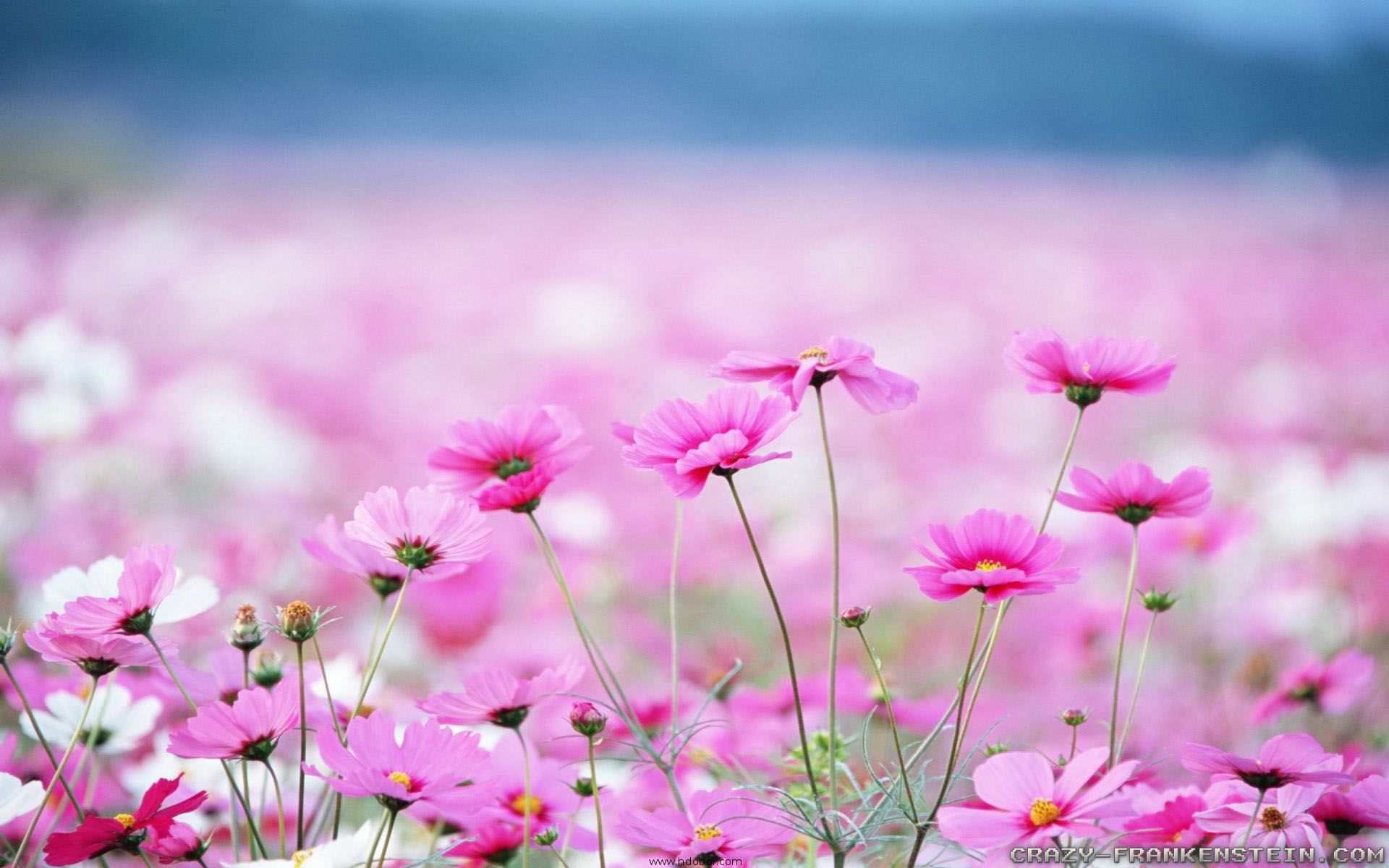 Flowers Scenery wallpaper