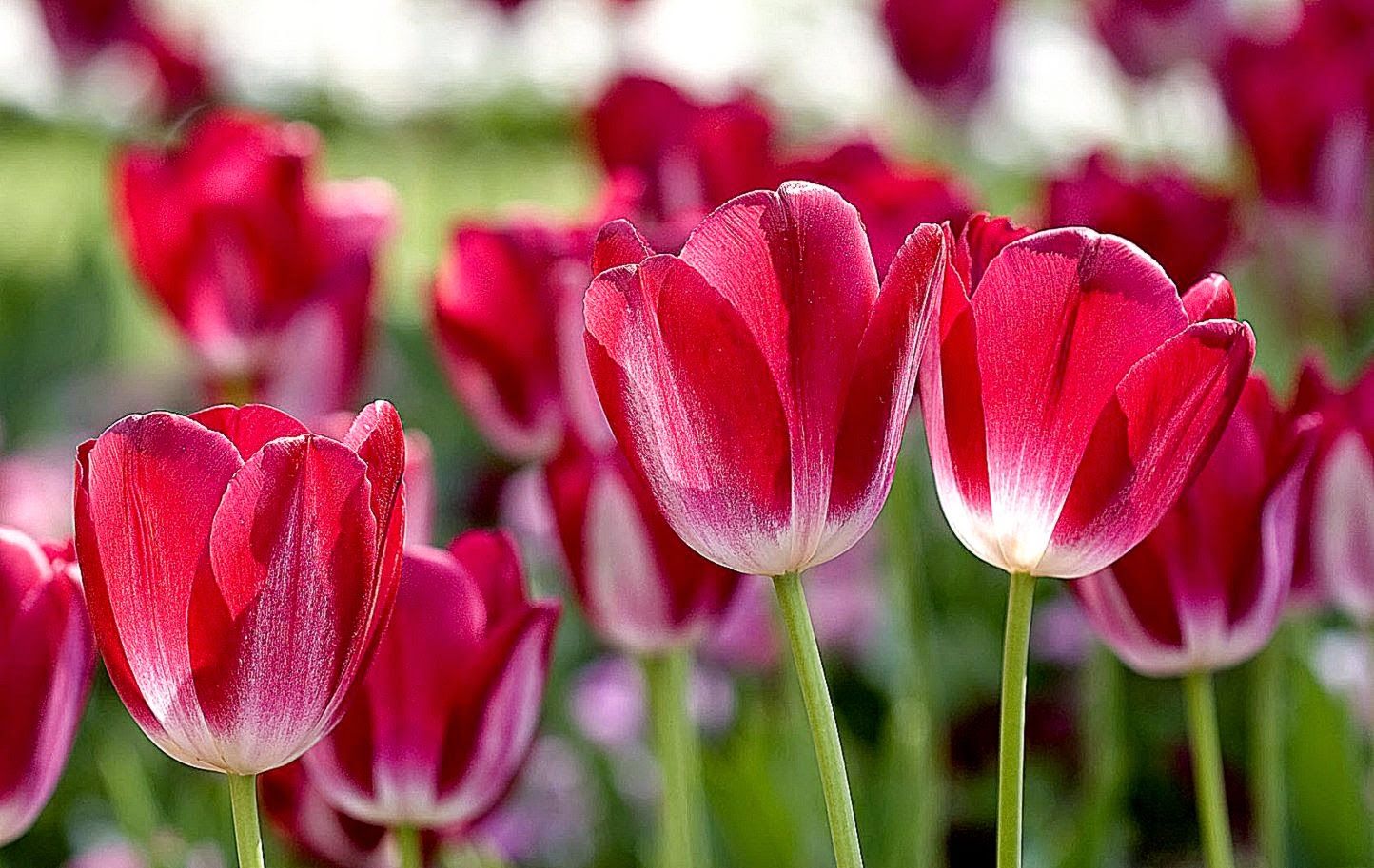 Best Free HD Wallpaper: Desktop Spring Flowers