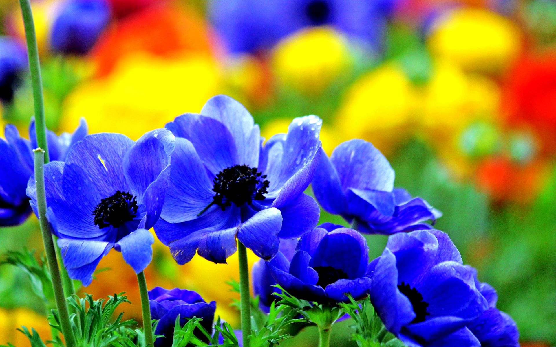 Blue Flowers