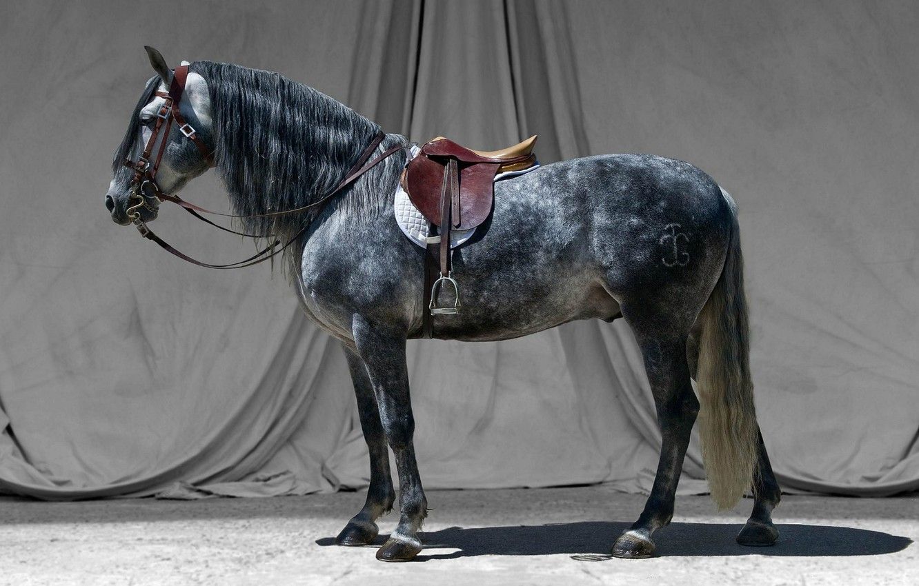 Wallpaper grey, horse, stallion, saddle, bridle image for desktop, section животные